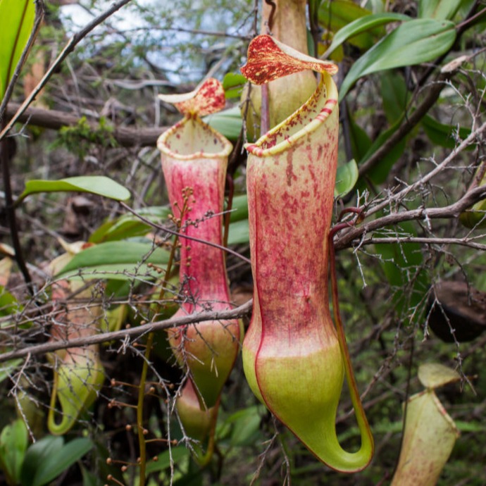 Непентес Евстахия (Nepenthes Eustachya) D9см