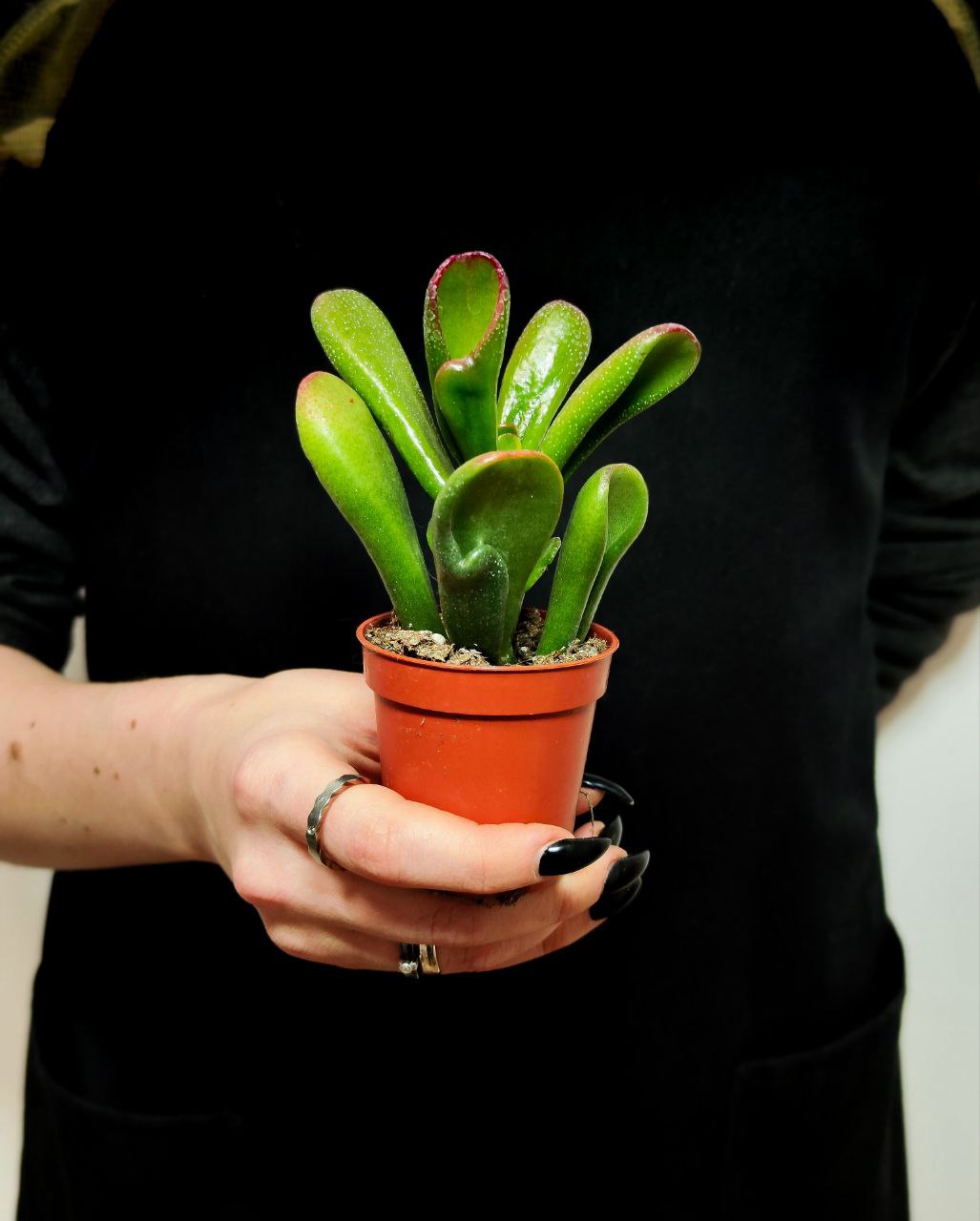 Крассула Хоббит (Crassula Ovata Hobbit) D5см