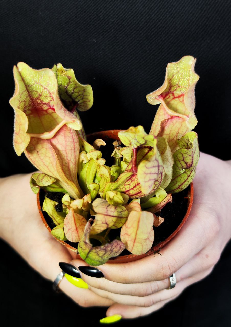 Саррацения Монтана (Sarracenia Montana) D9см