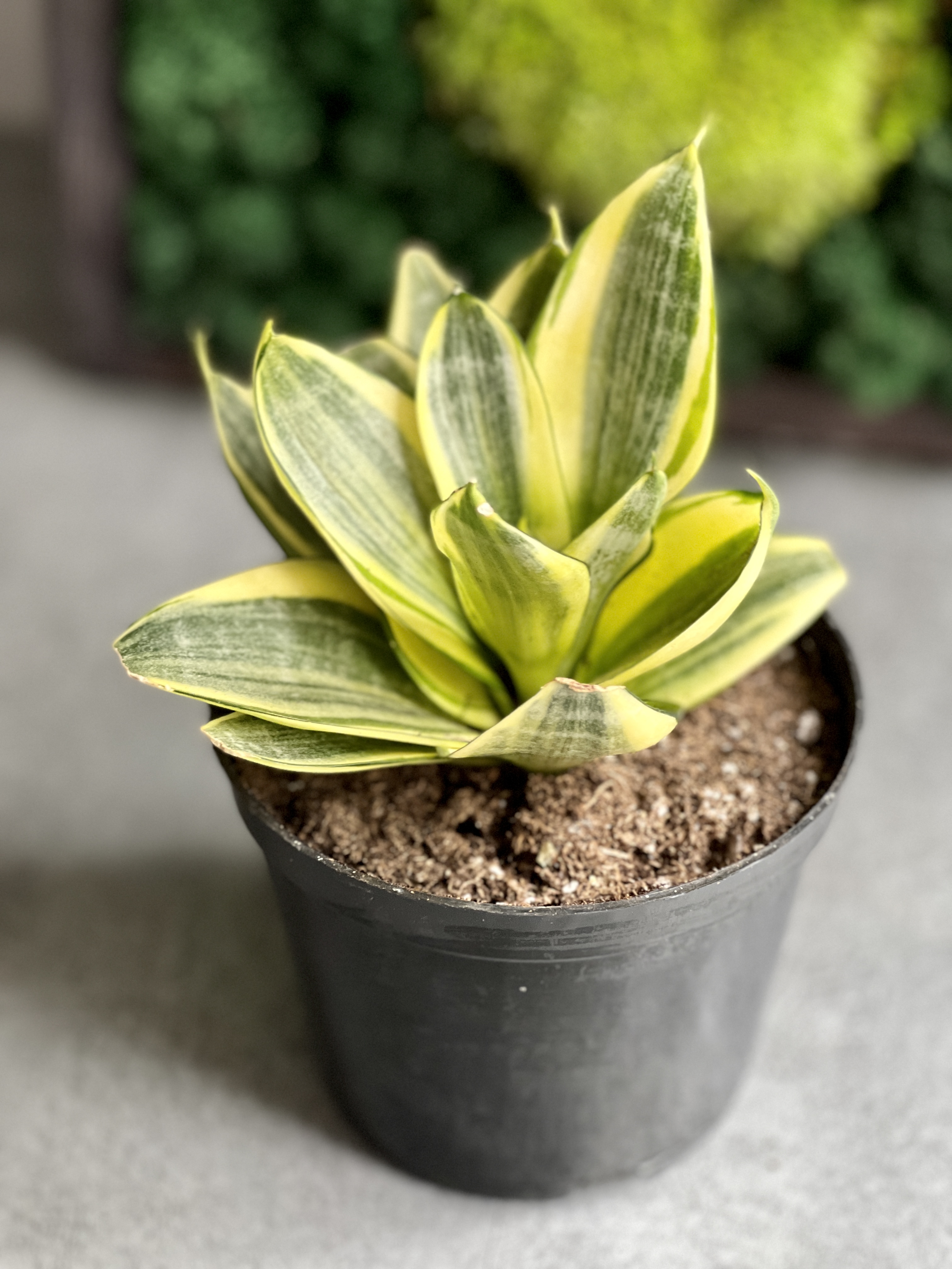 Сансевиерия трёхполосная (Sansevieria trifasciata) D9см