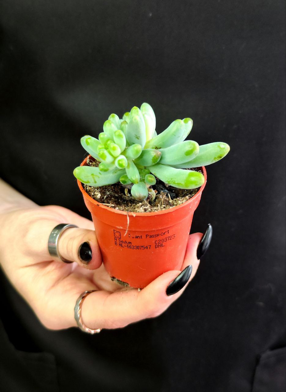 Седум Толстолистный, или Пахифиллюм (Sedum Pachyphyllum) D5см