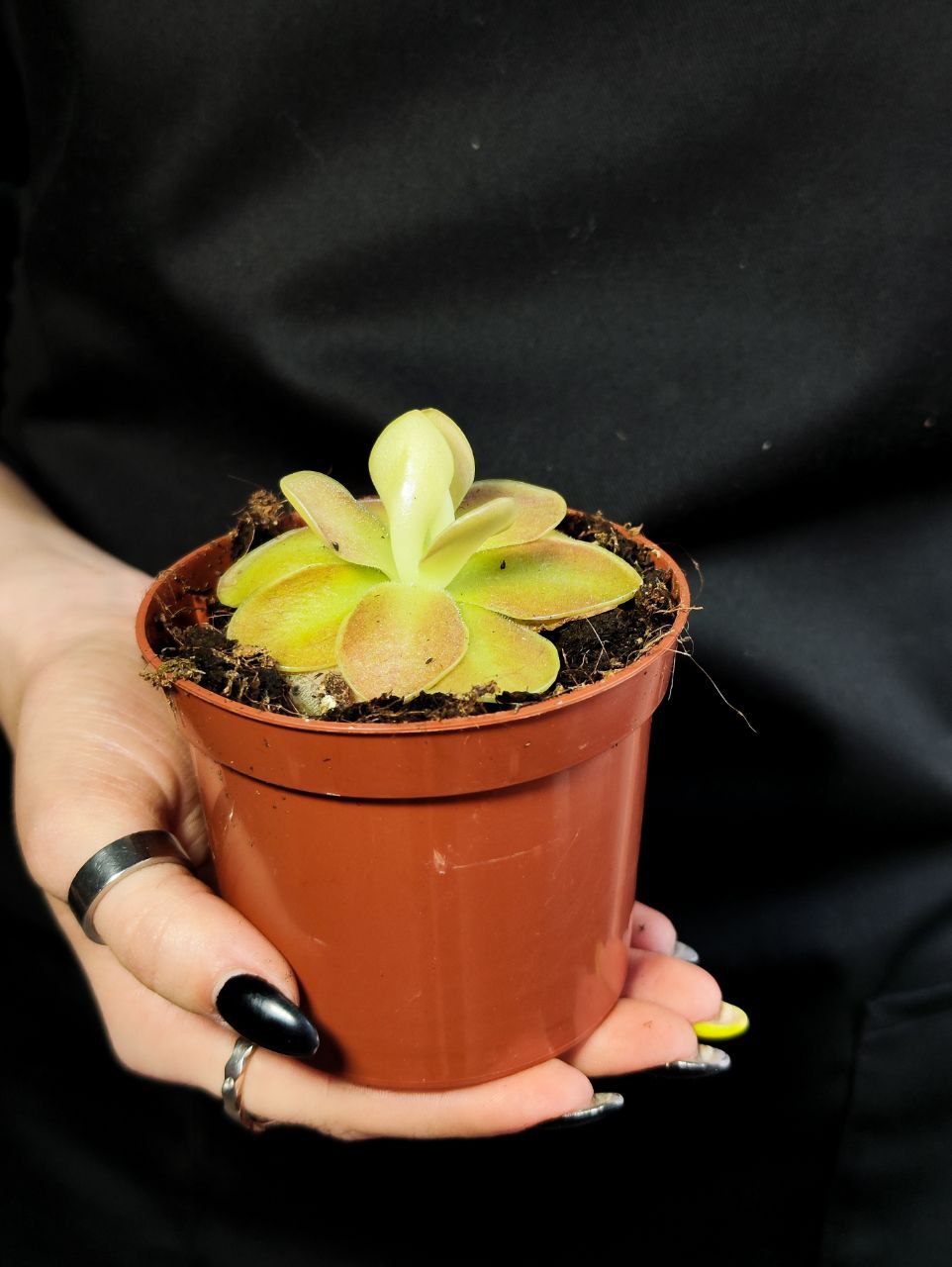 Жирянка Весера (Pinguicula Weser) D9см