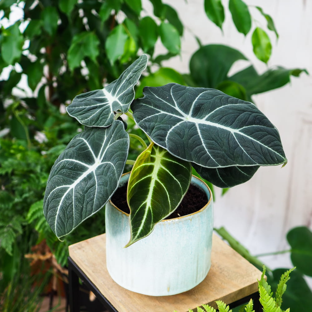 Алоказия Блэк Вельвет (Alocasia Black Velvet) D11см