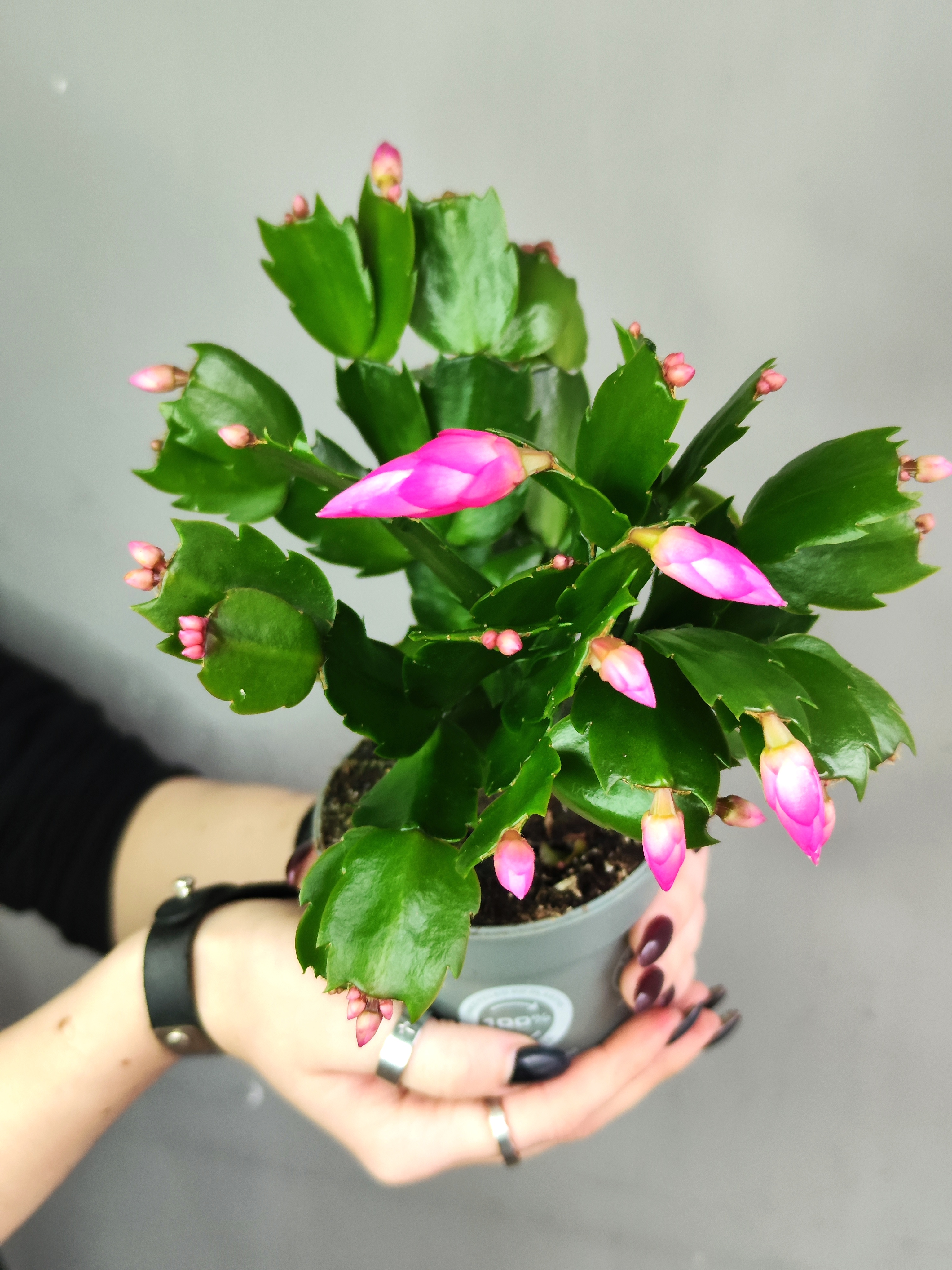 Декабрист Розовый, или Шлюмбергера (Schlumbergera Tendenza Rosa) D9см