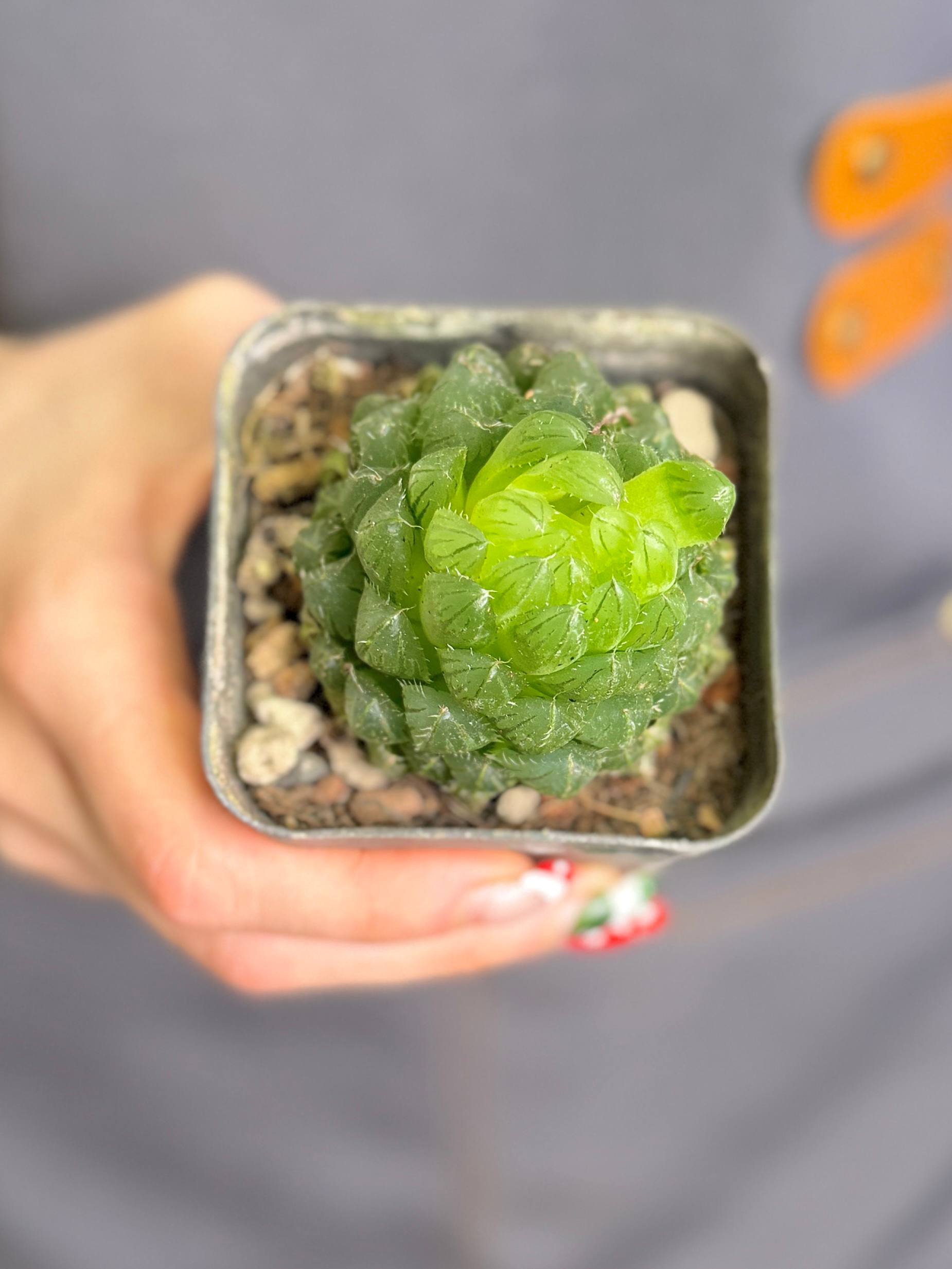 Хавортия Купера Пиктурата (Haworthia Cooperi var. Picturata) D7см