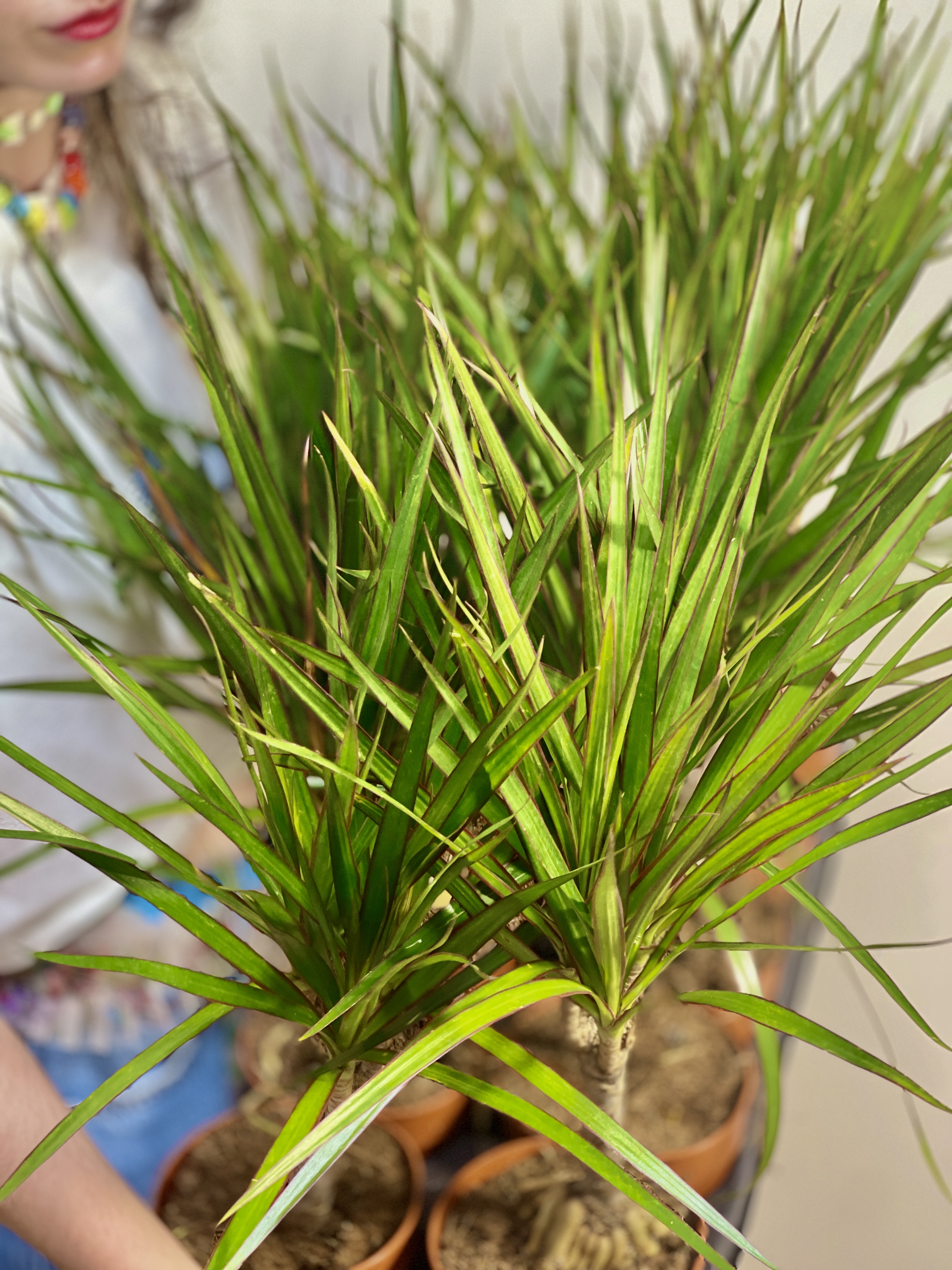 Драцена Маргината Биколор (Dracaena Marginata Bicolor) D12см