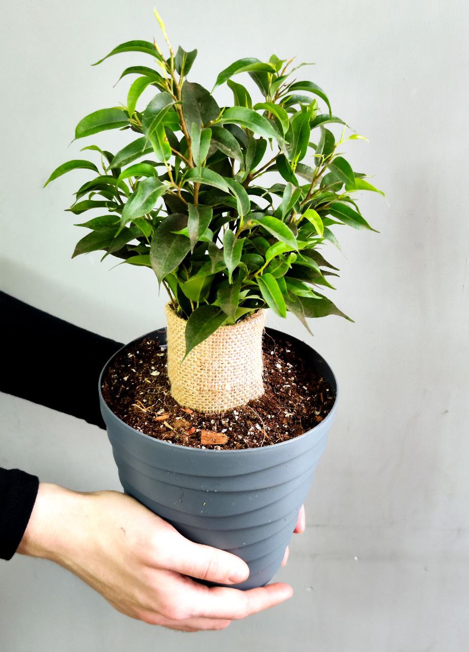 Фикус Бенджамина Наташа (Ficus Benjamina Natasja), пересаженный D12см