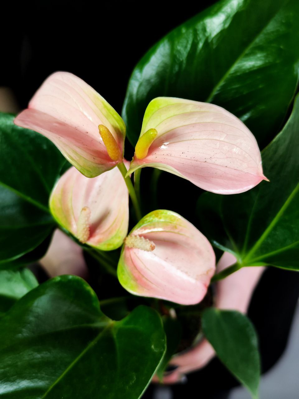 Антуриум Андреанум Джоли Пич (Anthurium Andreanum Joli Peach) D9см