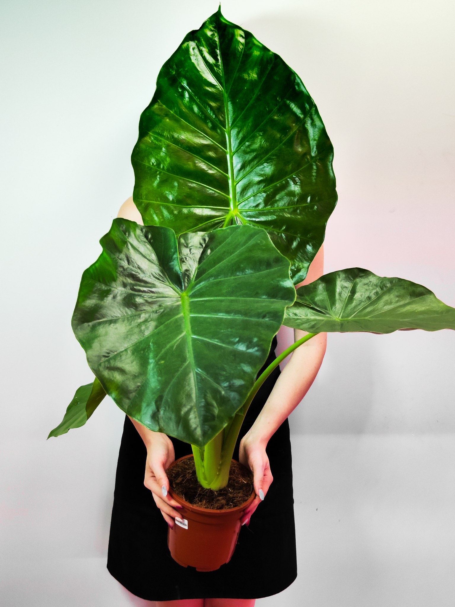 Алоказия Макрориза (Alocasia Macrorrhiza) D17см