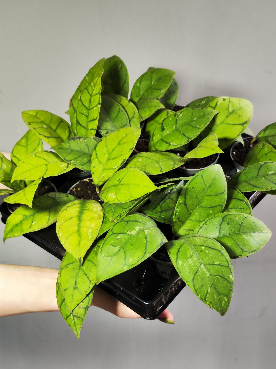 Хойя Каллистофилла (Hoya Callistophylla) D6см