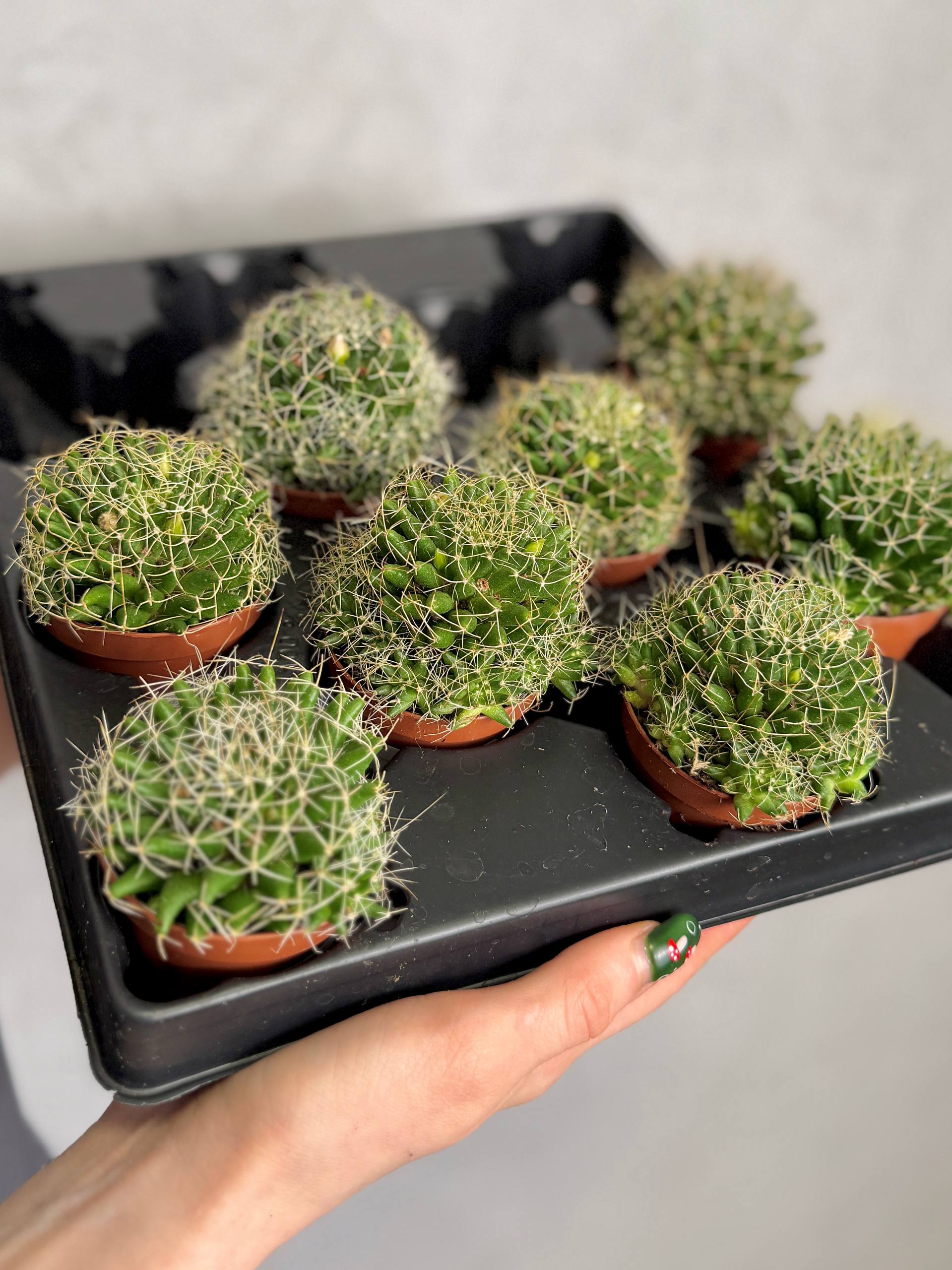 Маммиллярия Камптоприха (Mammillaria Camptotricha) D5см