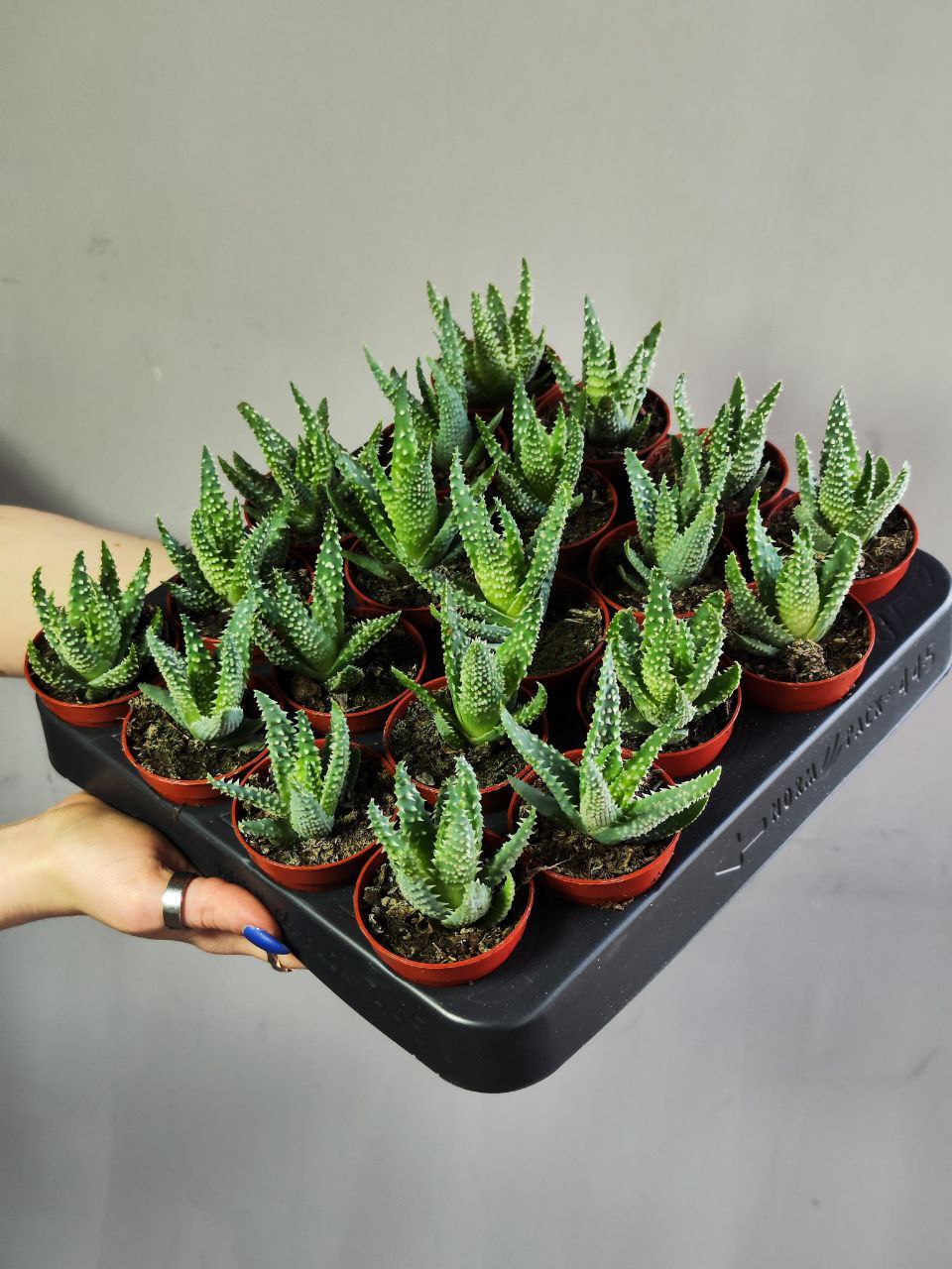 Алоэ Хумилис, или Приземистое (Aloe Humulis) D5см