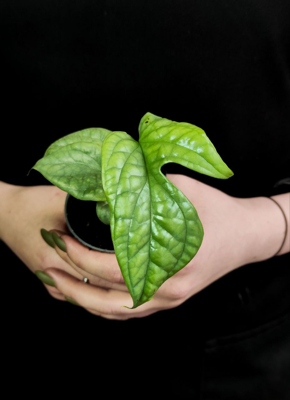 Монстера Амидриум Медиум Сильвер (Monstera Amydrium Medium Silver) D6см