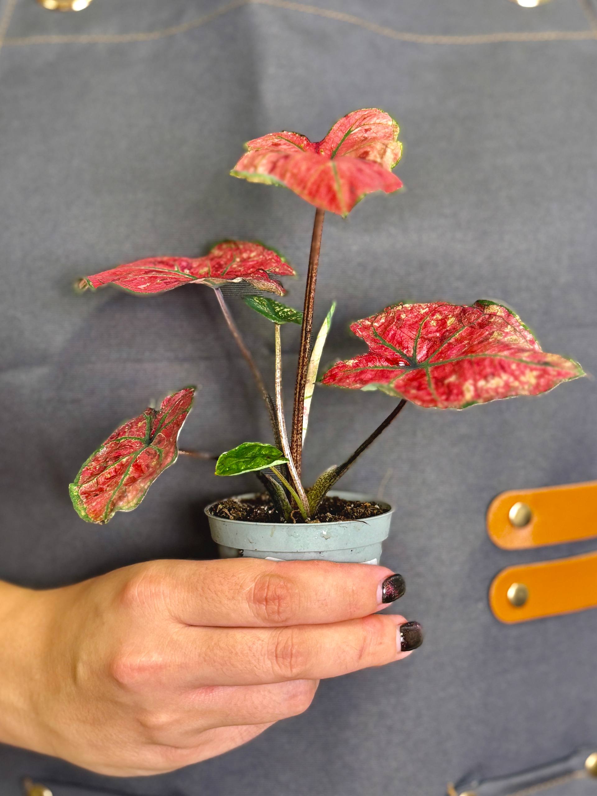 Каладиум Хейди (Caladium Heidi) D6см
