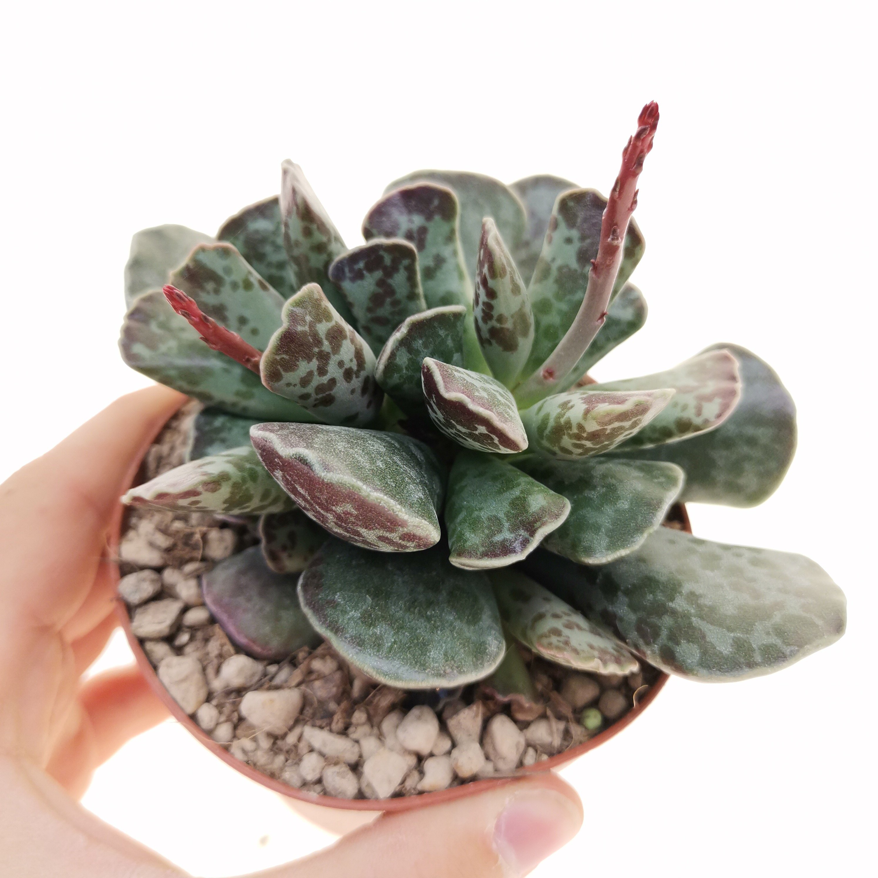 Адромискус Купера (Adromischus Cooperii) D5см