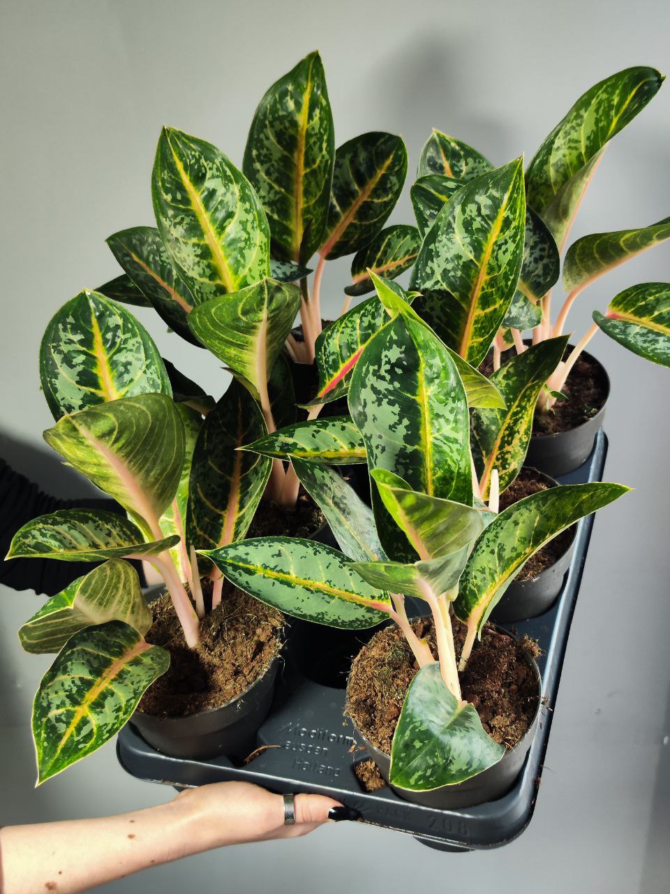 Аглаонема Оранж Флейм (Aglaonema Orange Flame) D12см