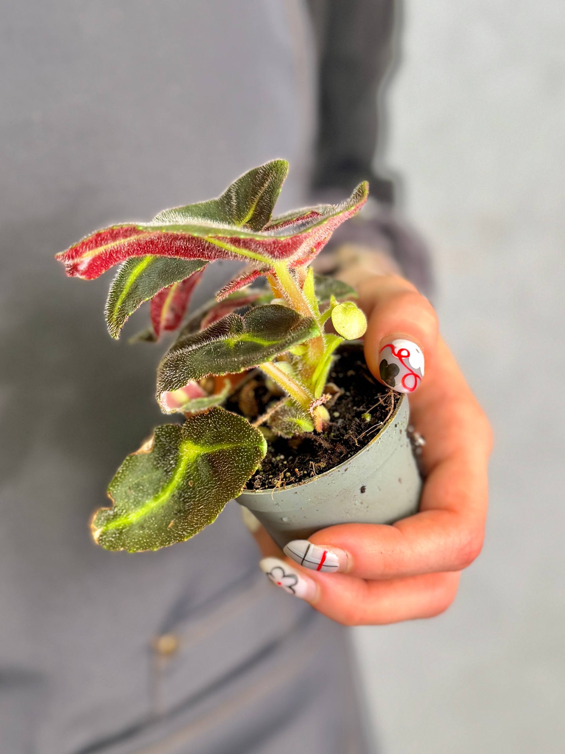 Бегония Рекс Листада (Begonia Listada Rex) D6см
