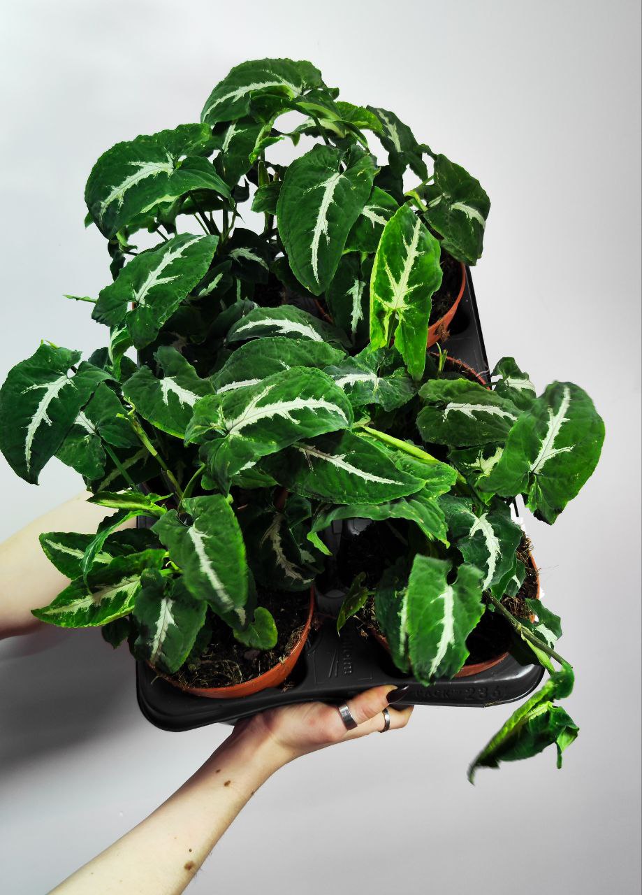 Сингониум Вендланда (Syngonium Wendlandii) D12см