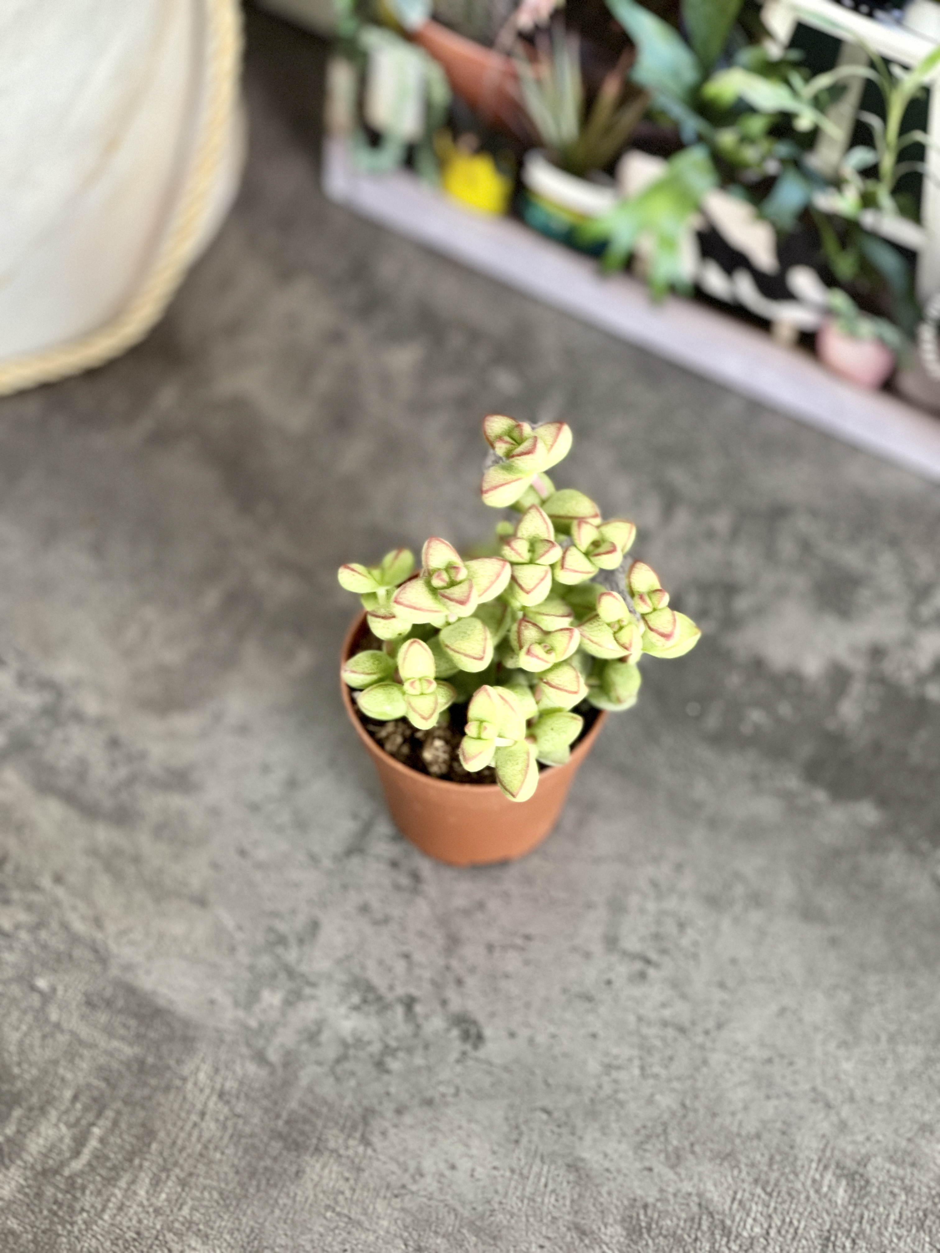 Крассула Бревифолия (Crassula Brevifolia) D5см