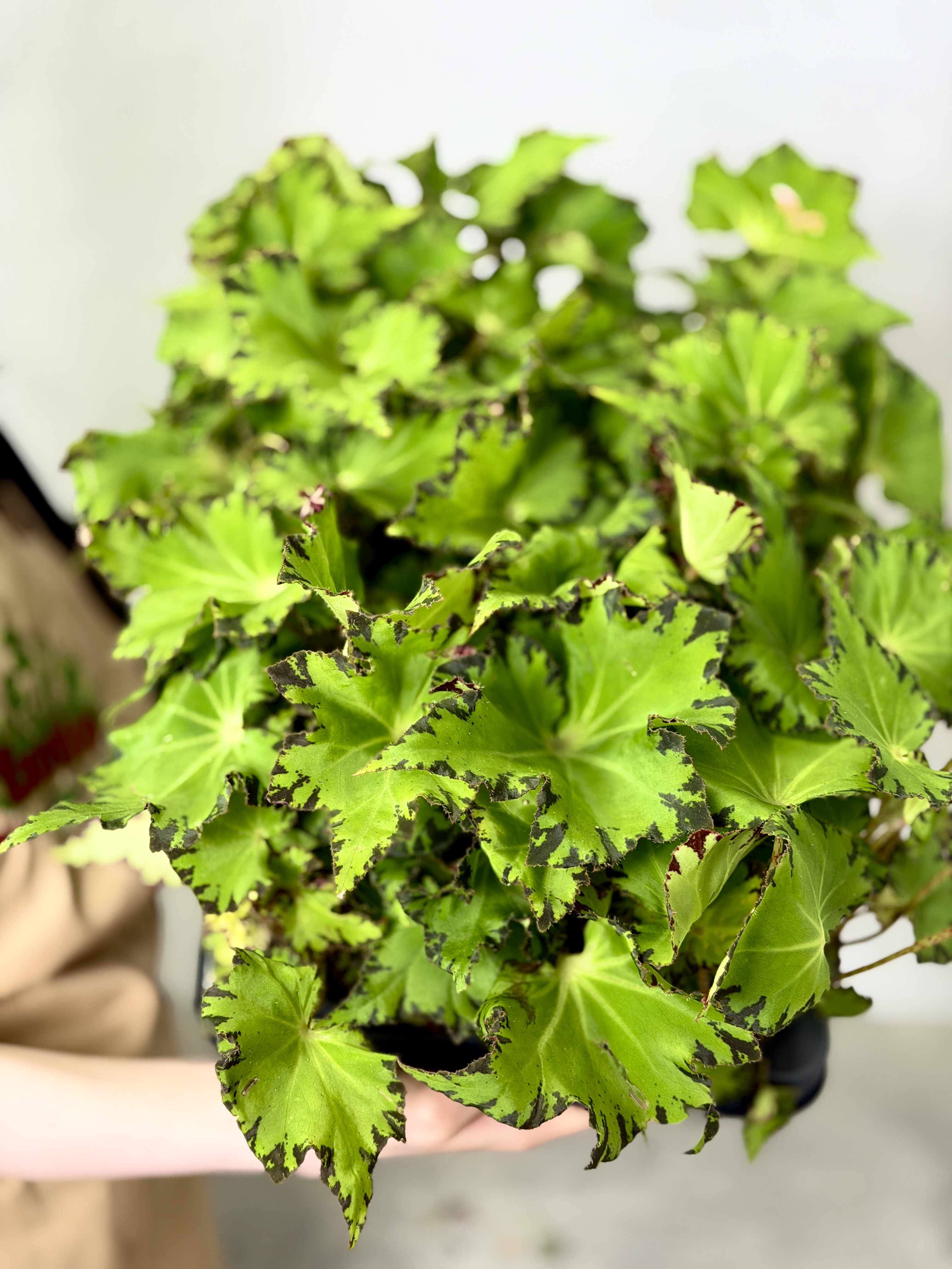 Бегония Рекс Ред Джайв (Begonia Rex Red Jive) D12см