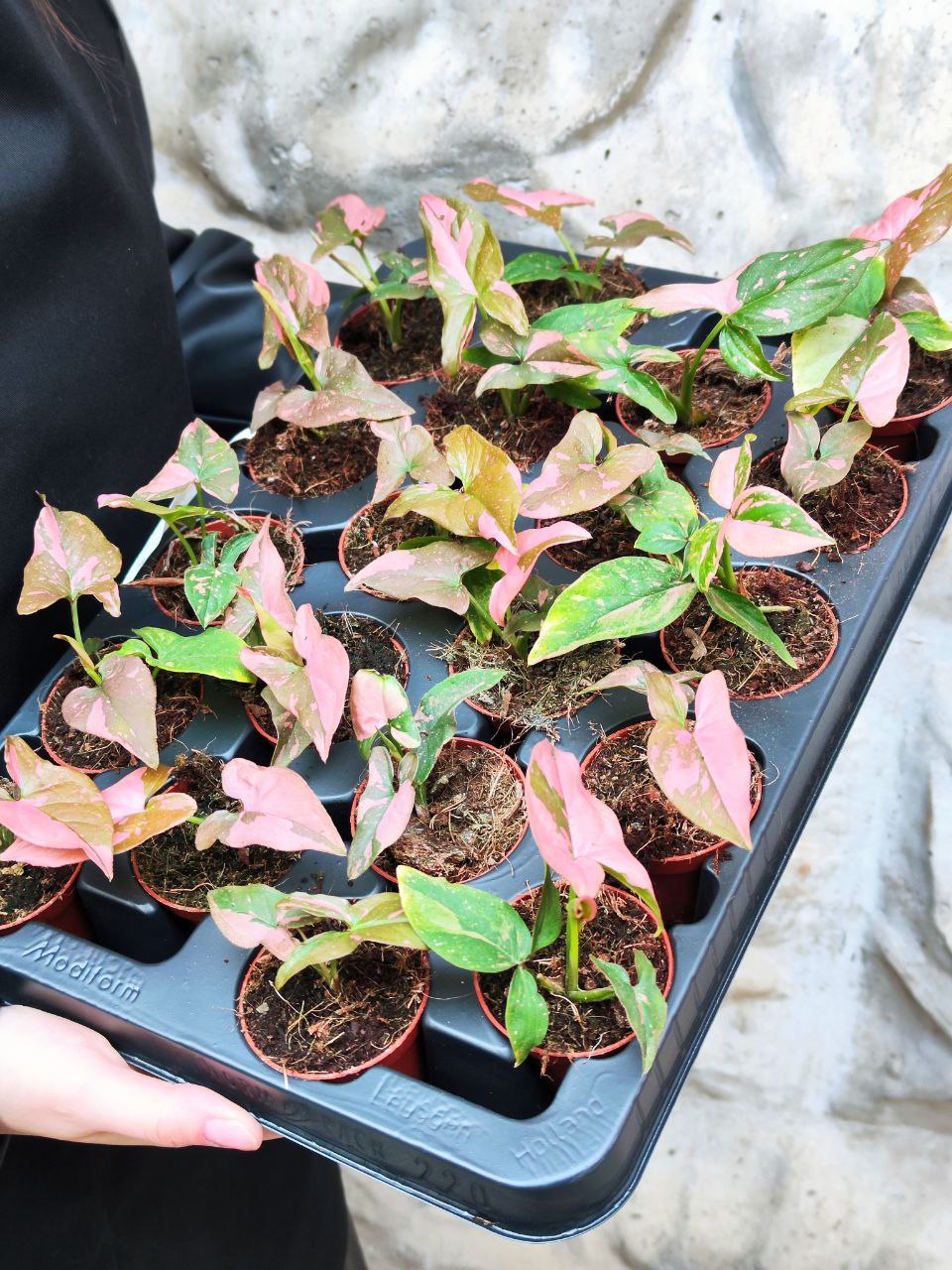 Сингониум Пинк Сплеш (Syngonium Pink Splash) D6см