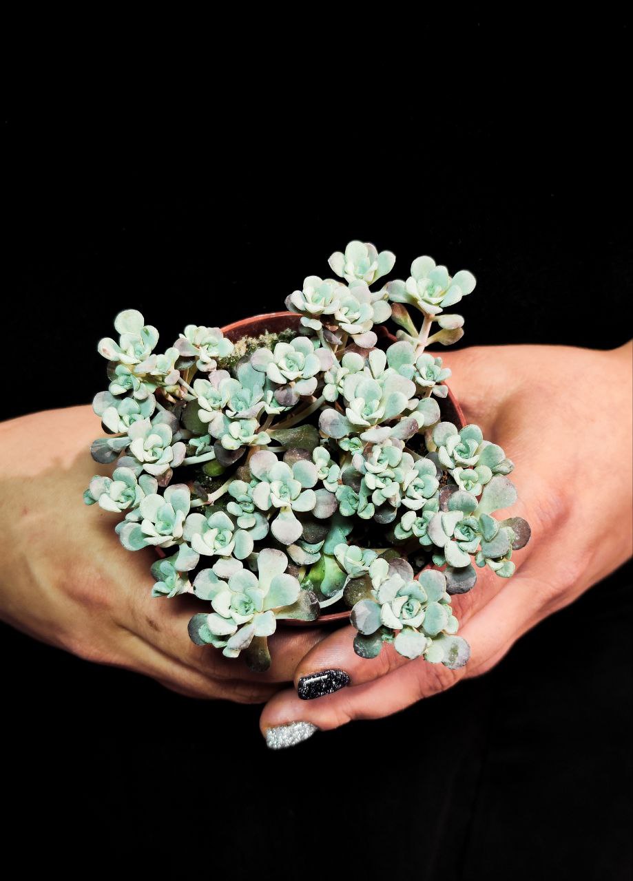 Седум Лопатчатолистный, или Седум Пурпуреум (Sedum Purpureum) D8см