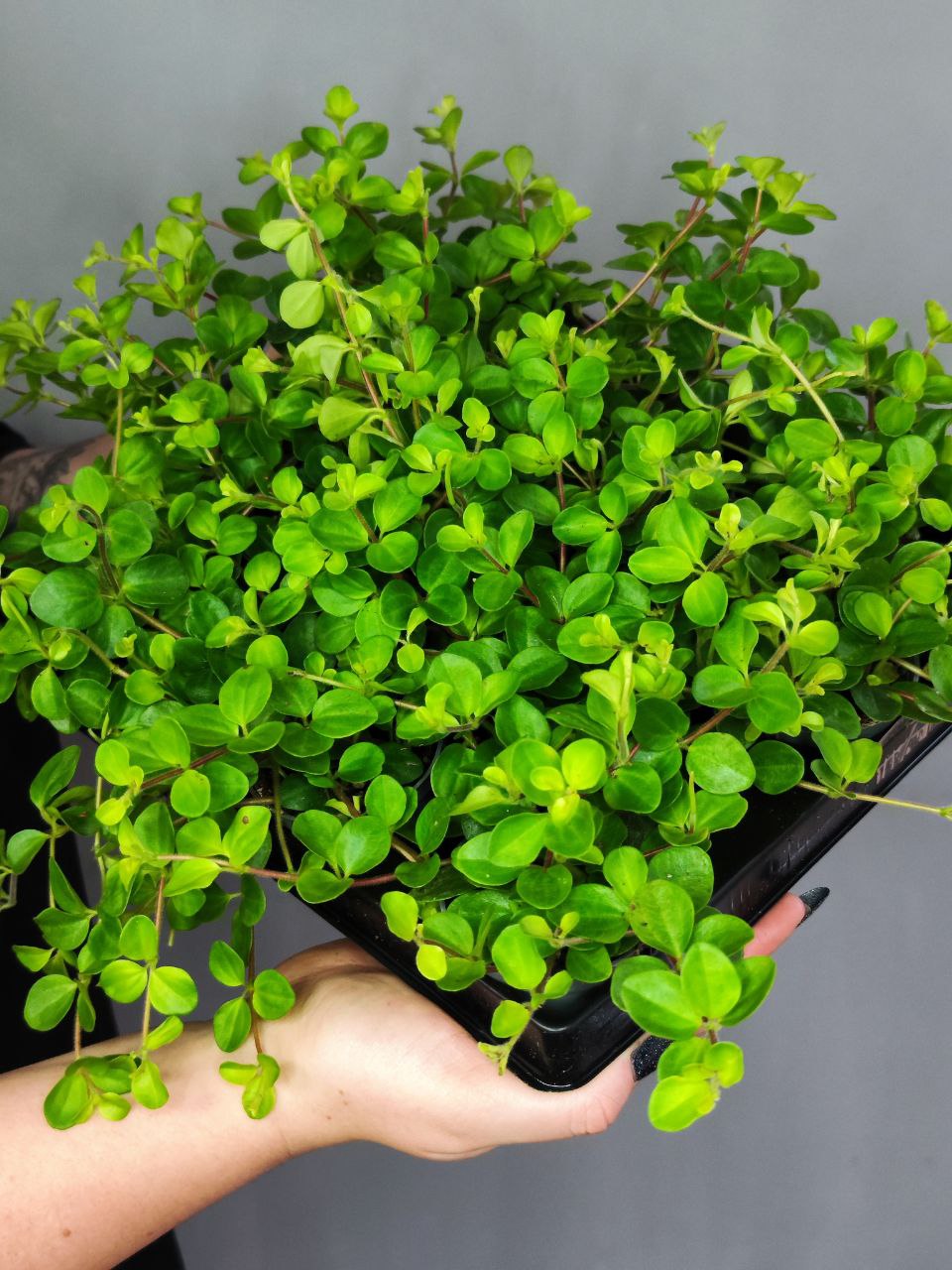 Пеперомия Круглолистная (Peperomia Rotundifolia) D5см