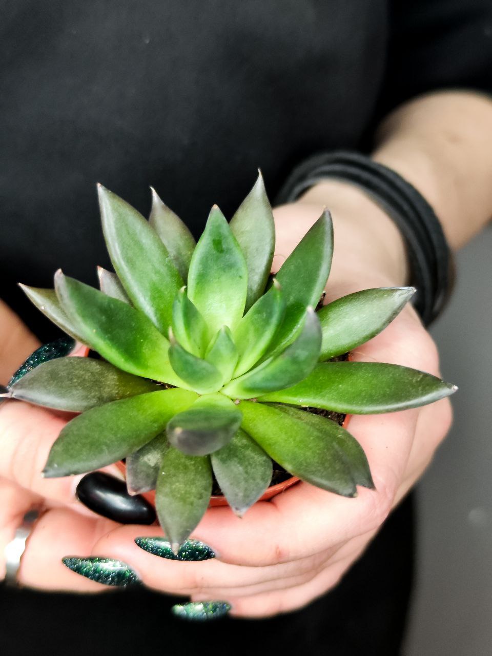 Эхеверия Блэк Поинт (Echeveria Black Point) D5см