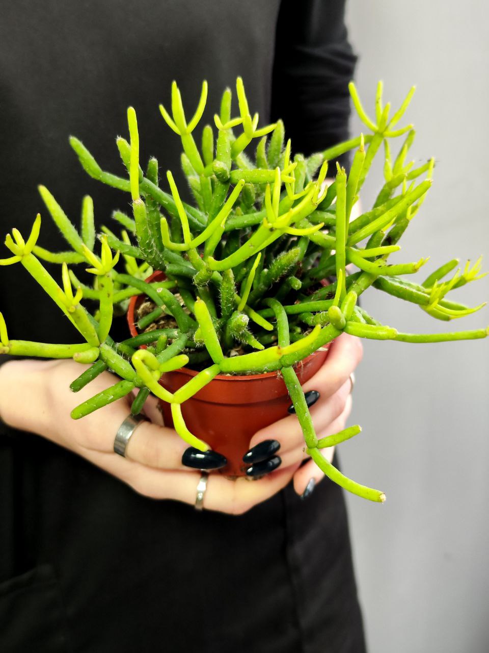 Рипсалис Вальковатый (Rhipsalis Teres) D8,5см