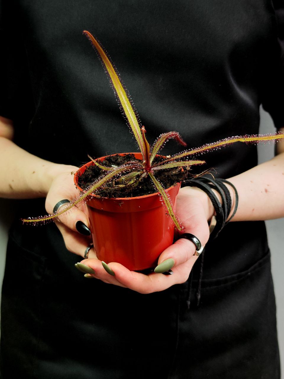Росянка Адель (Drosera Adelae) D9см