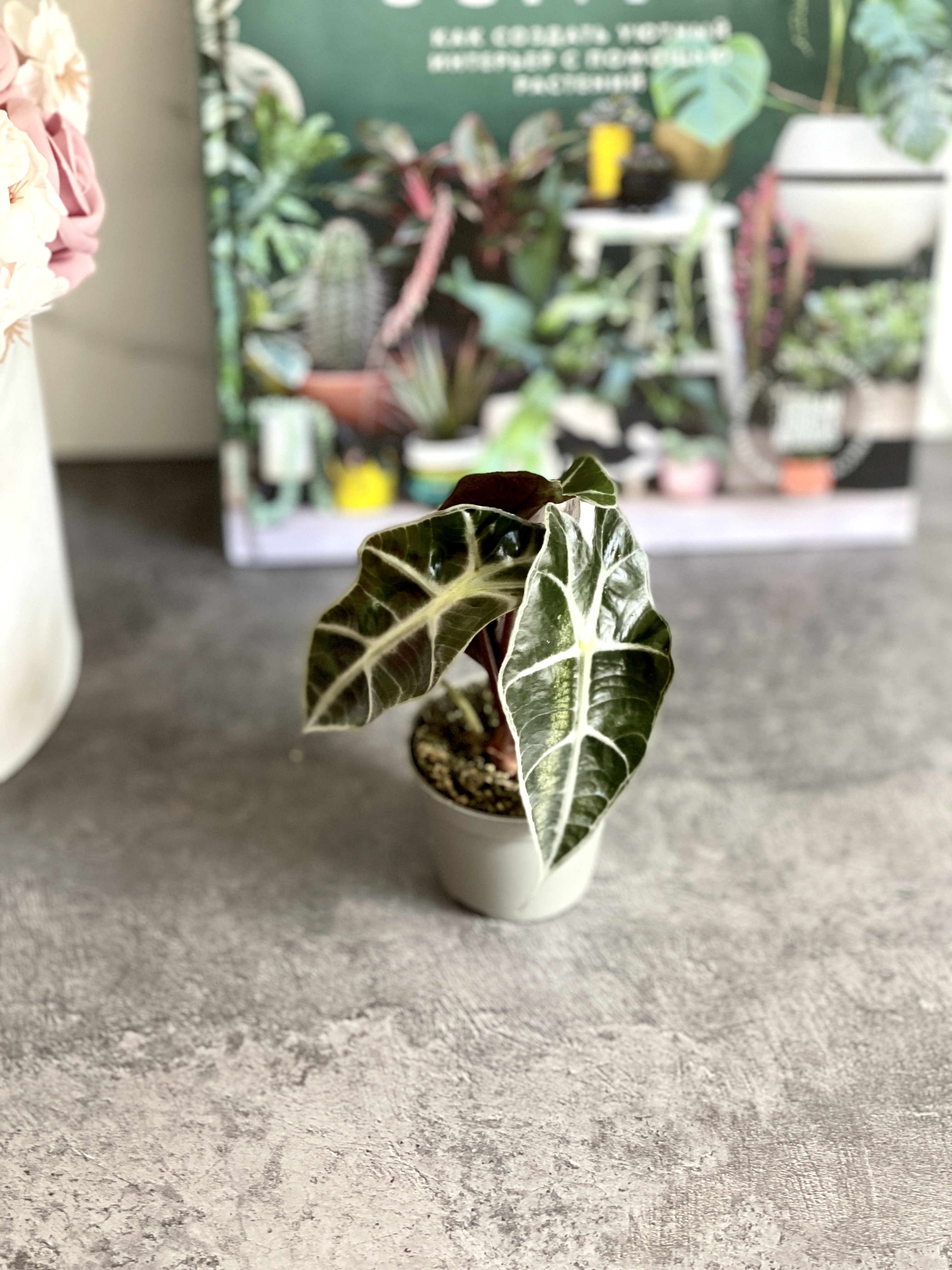 Алоказия Курли Бамбино (Alocasia Curly Bambino) D6см