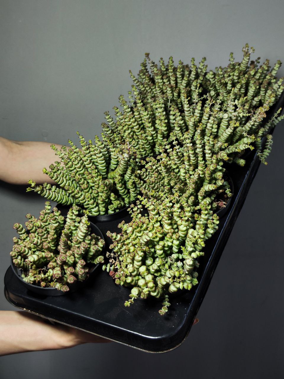 Крассула Марниериана (Crassula Marnieriana) D11см