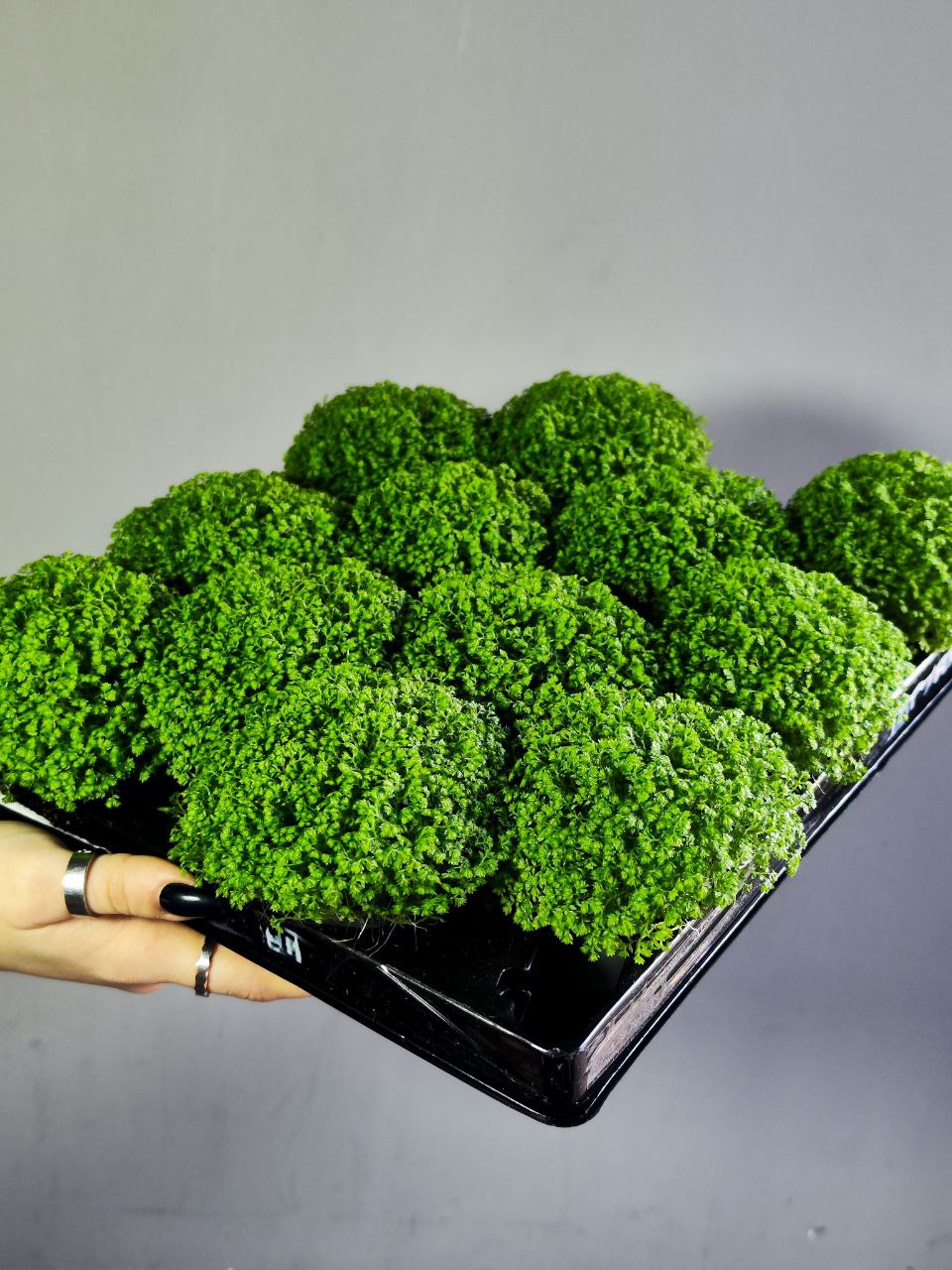 Мох Луговой, Селагинелла Апода (Selaginella Apoda) D6см