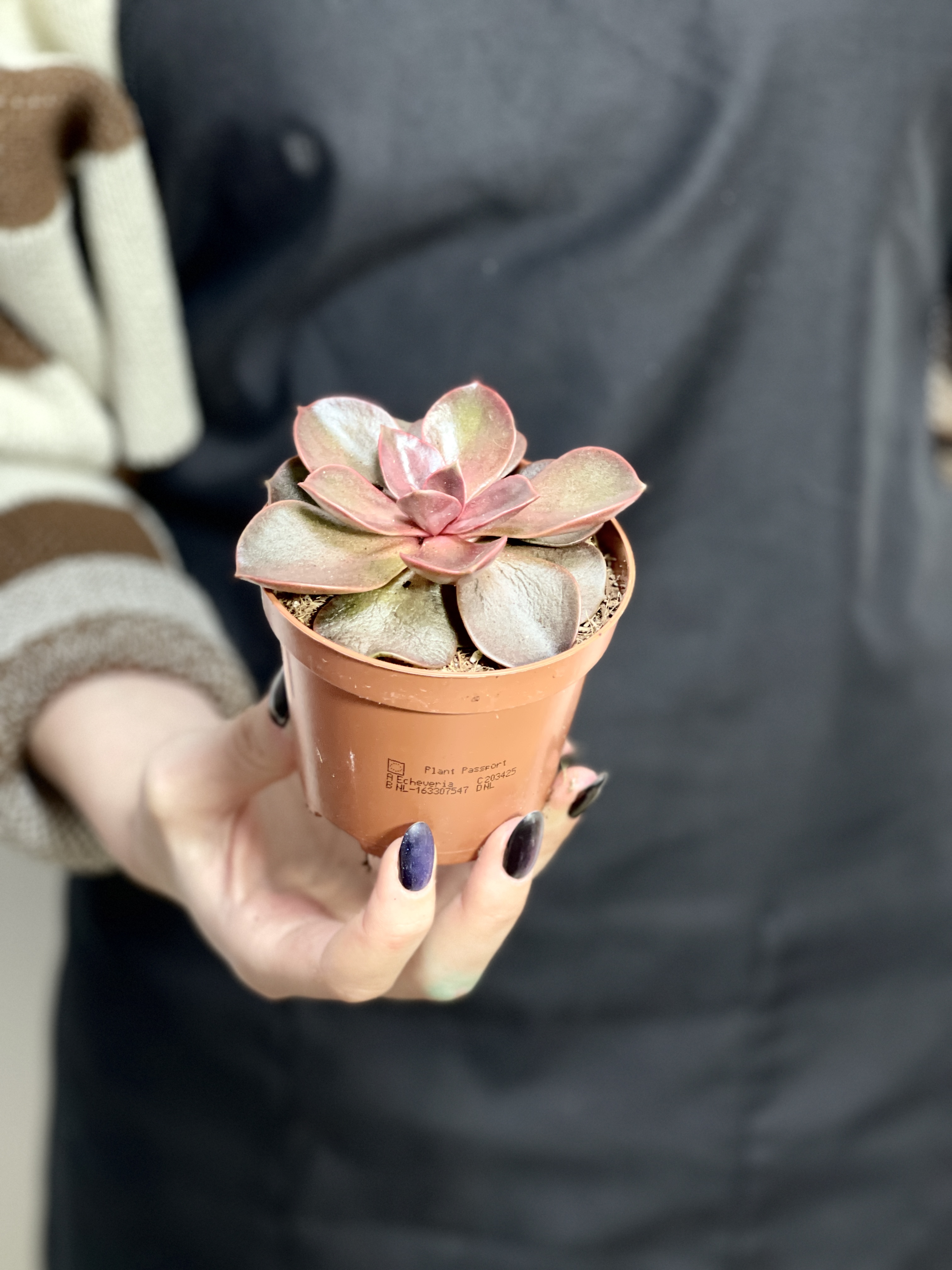 Эхеверия Мэджик Ред (Echeveria Magic Red) D8см