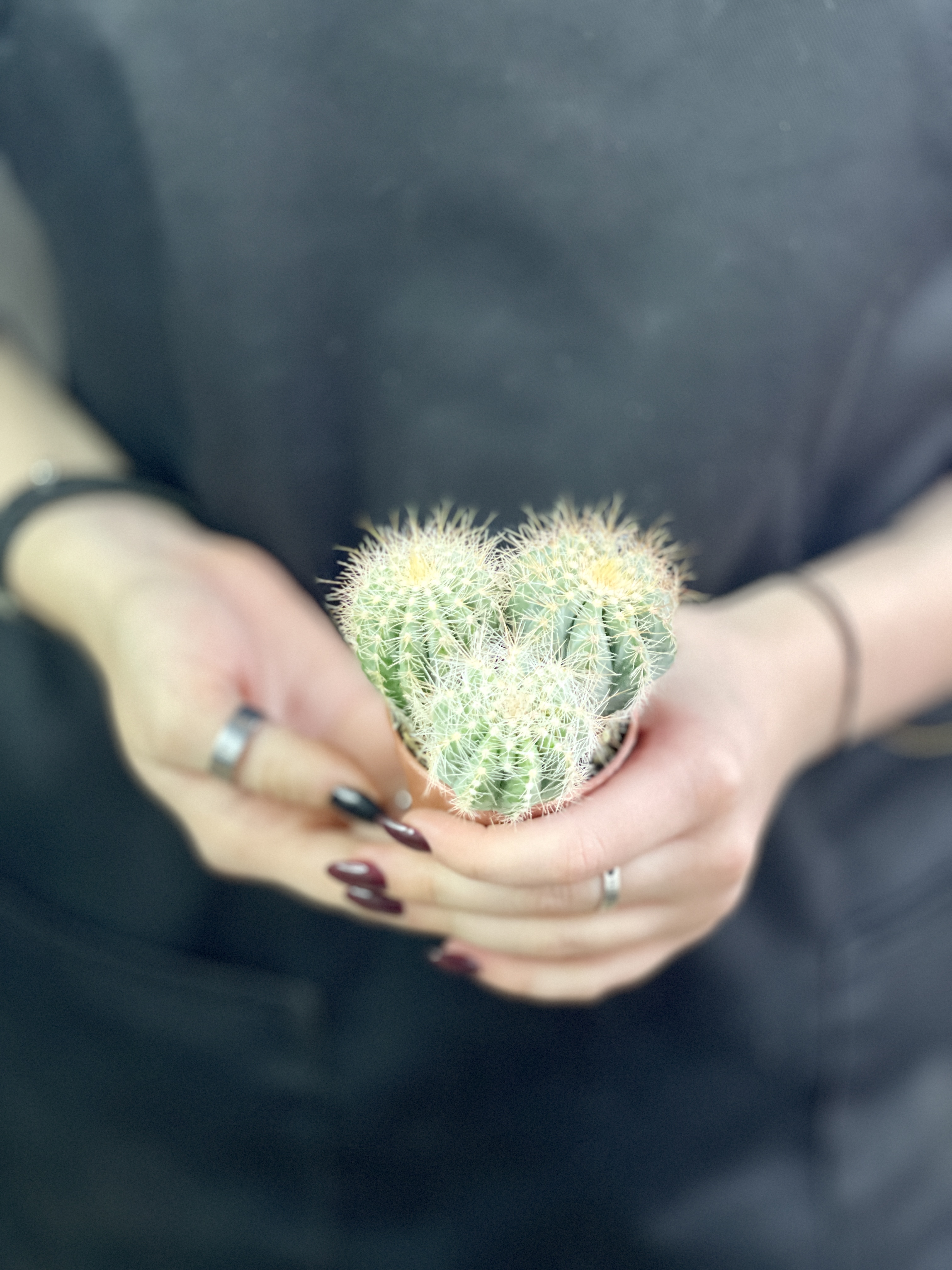 Нотокактус Магнификус Груп (Notocactus Mafnificus group) D5см