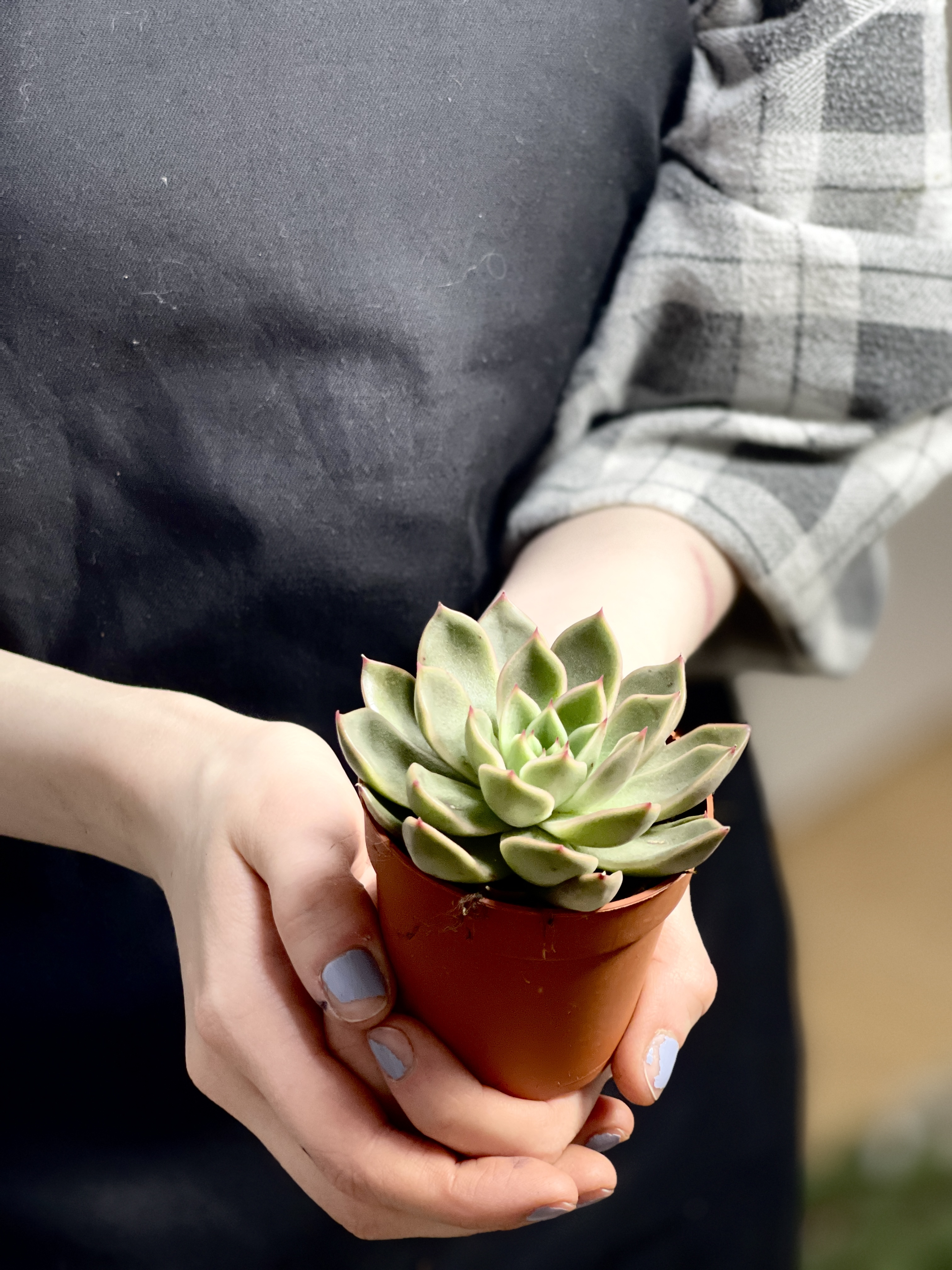 Эхеверия Мира (Echeveria Agavoides Mira) D5см
