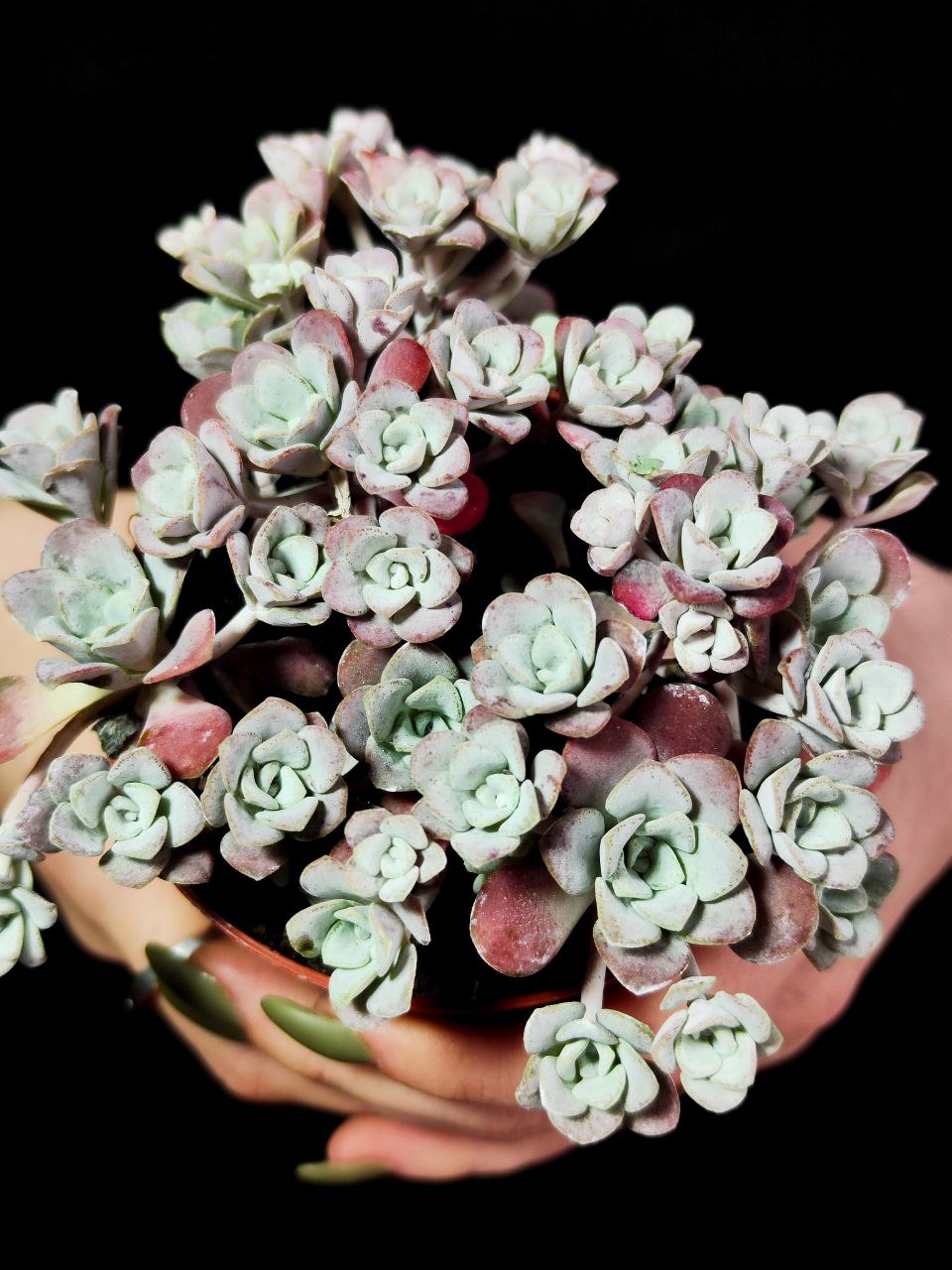 Седум Лопатчатолистный, или Седум Пурпуреум (Sedum Purpureum) D8см
