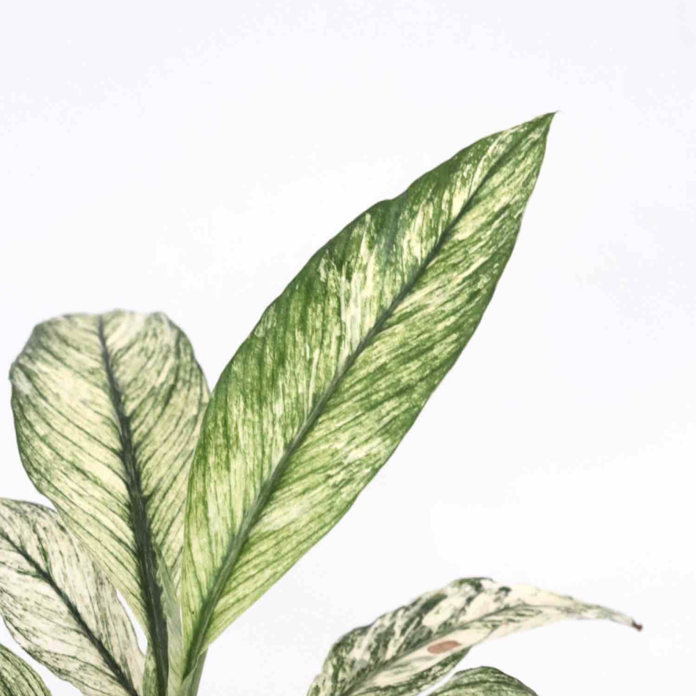 Спатифиллум Сенсация Вариегатный (Spathiphyllum Sensation Variegata) D6см
