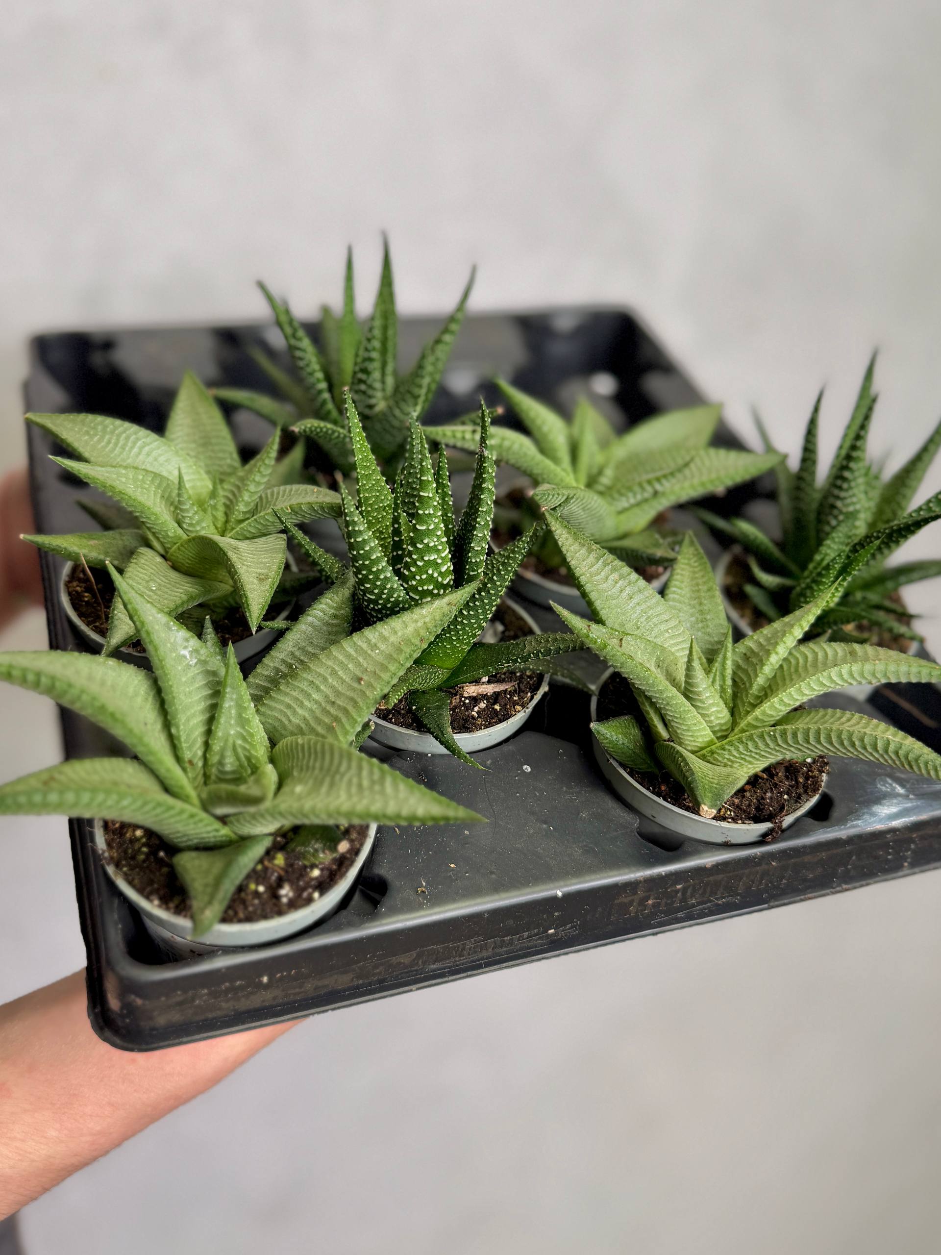 Хавортия Жемчужная Мэджик (Haworthia Margaritifera Magic) D5см