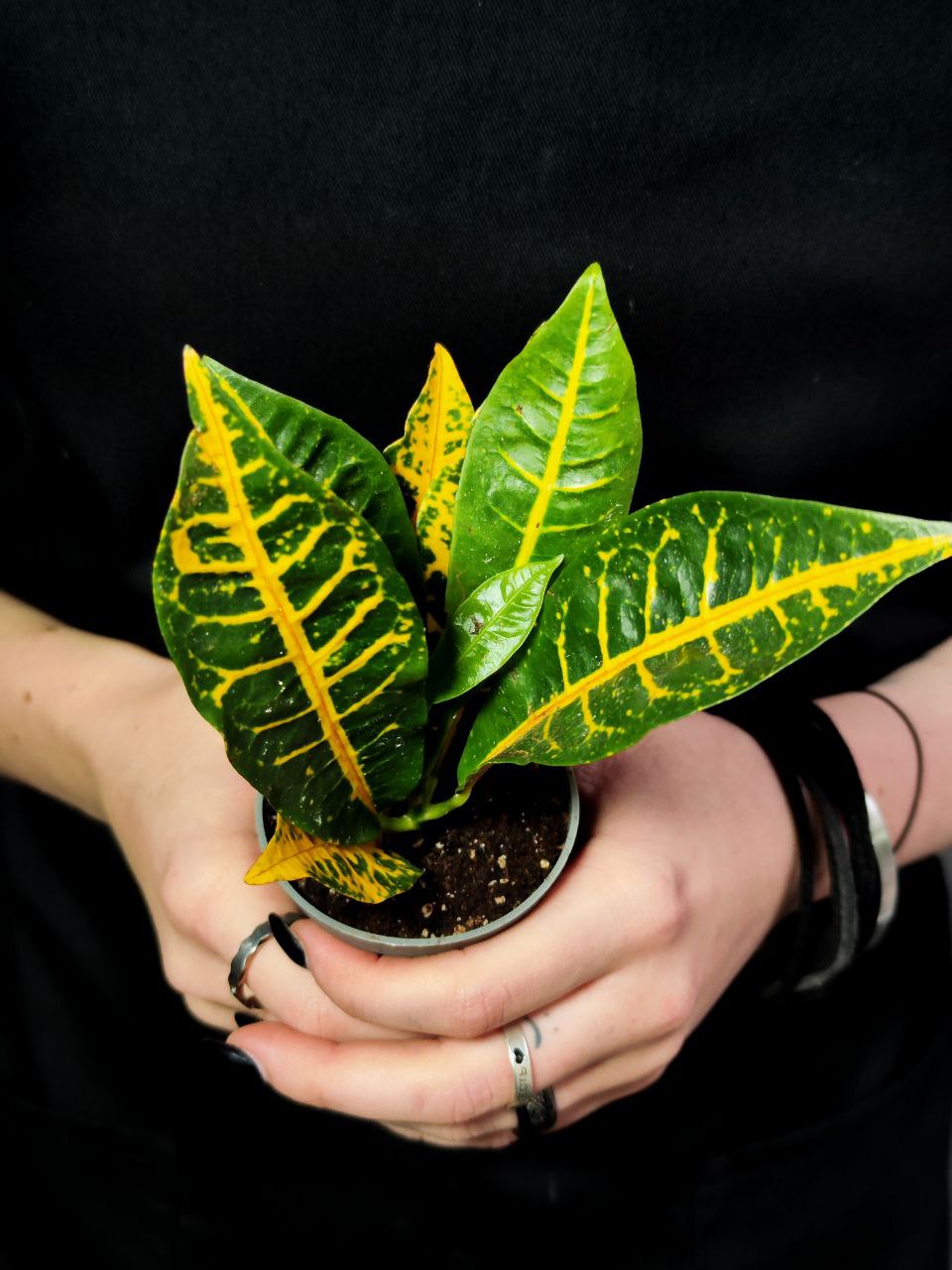 Кодиеум Моар Йеллоу (Codiaeum Moar Yellow) D6см