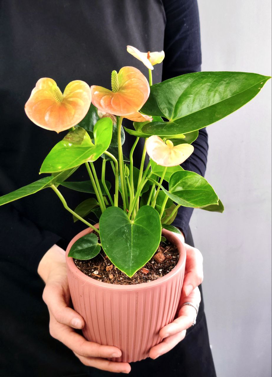 Антуриум Андре Микс (Anthurium Аndraeanum Mix), пересаженный D12см