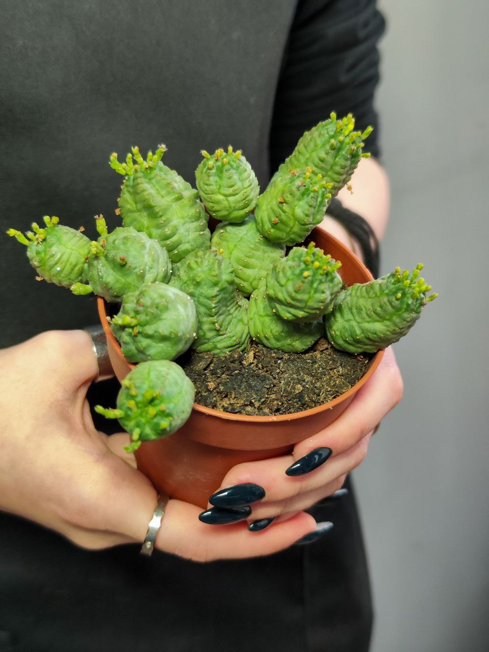 Молочай Шаровидный Тучный, Эуфорбия (Euphorbia Globosa x Obesa) D8,5см