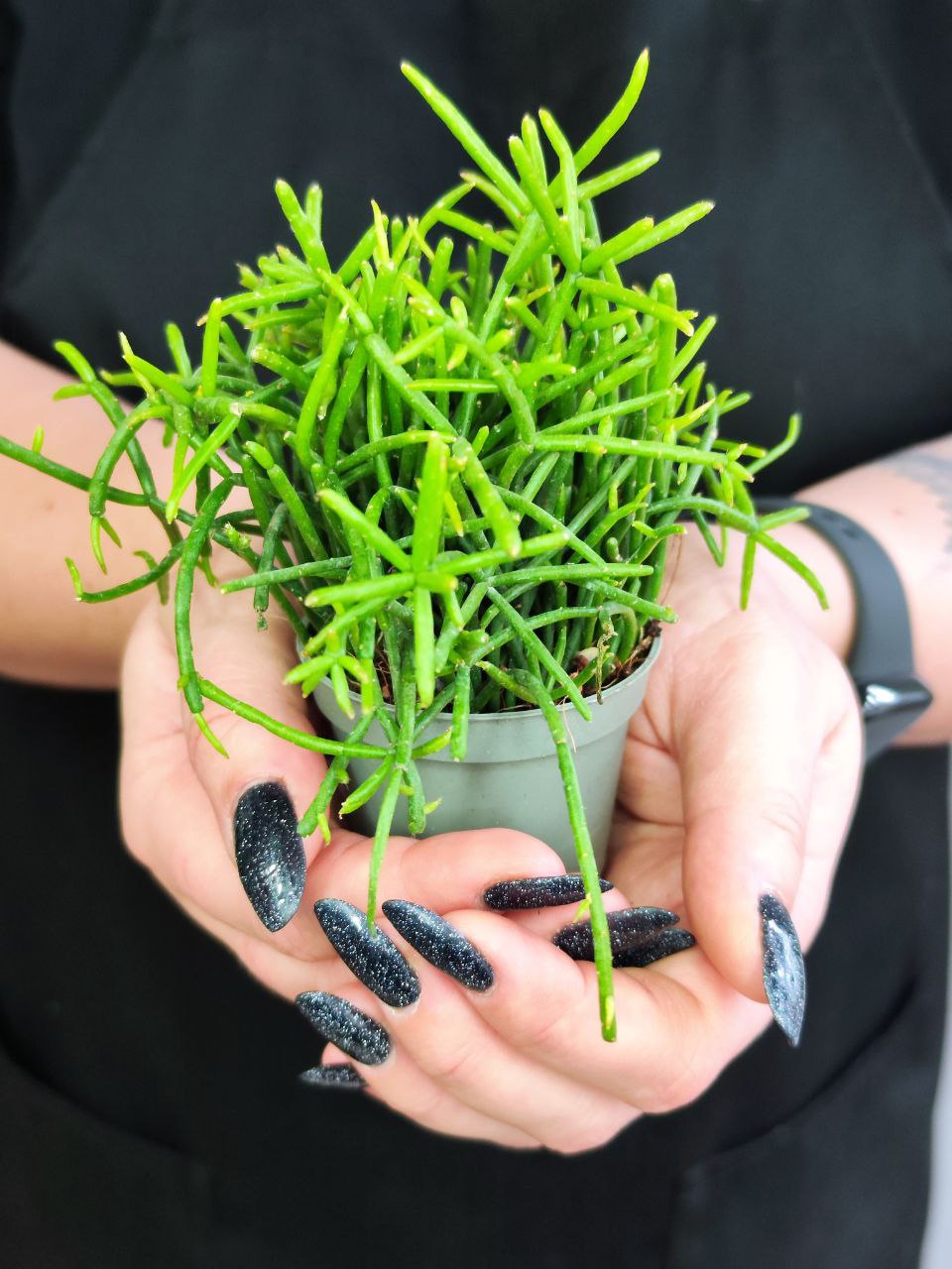 Рипсалис Кассута (Rhipsalis Cassutha) D5см