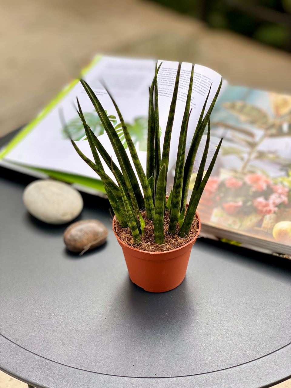 Сансевиерия Фернвуд Микадо (Sansevieria bacularis Fernwood Mikado) D8,5см