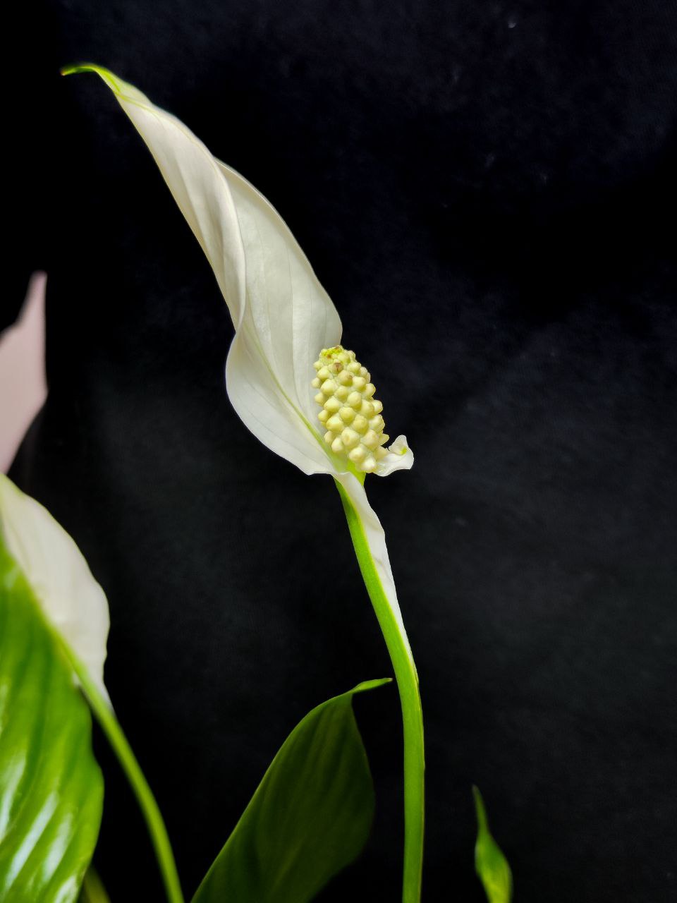 Спатифиллум Беллини (Spathiphyllum Bellini) D12см