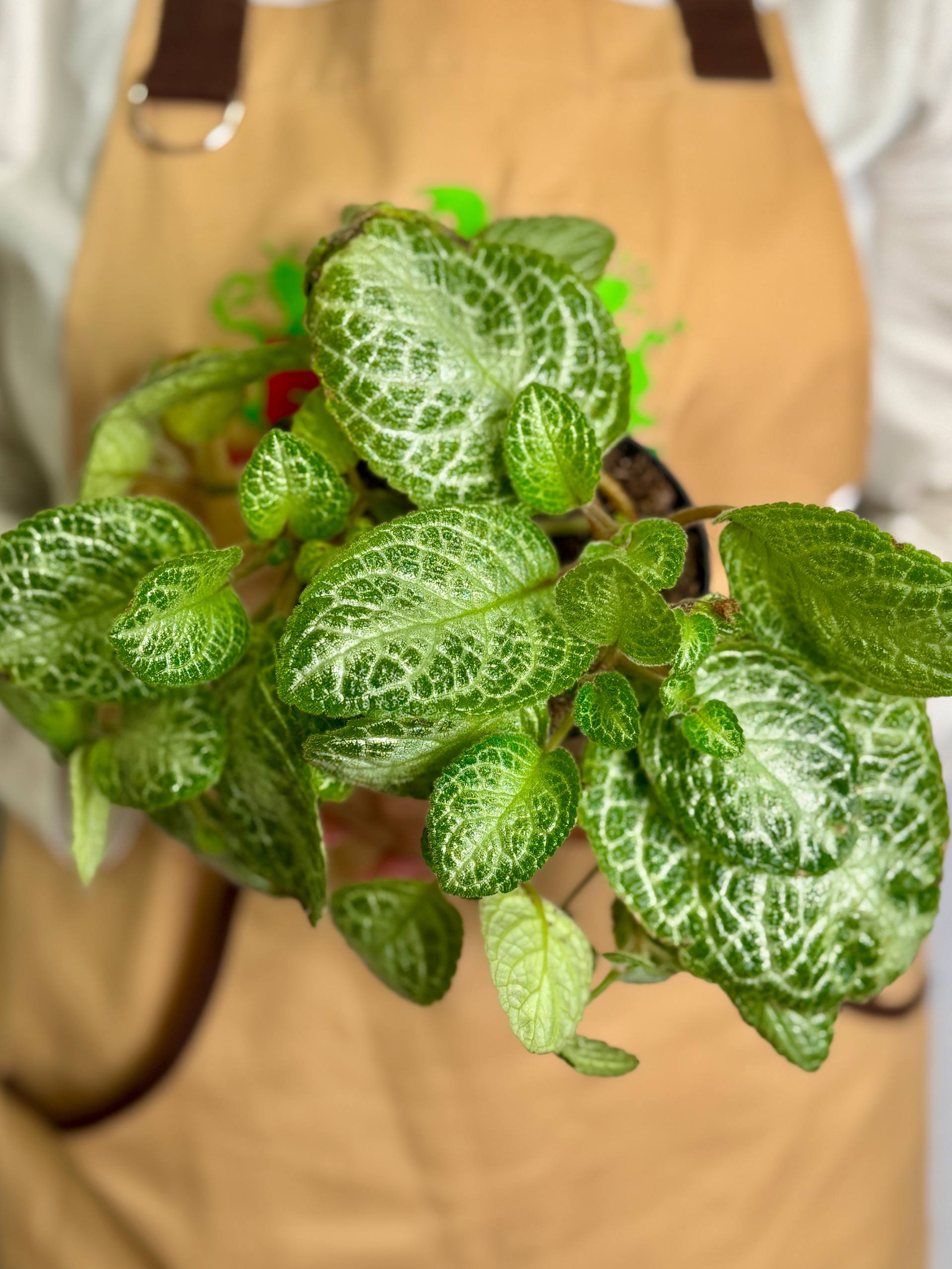 Эписция Медная Минти (Episcia Cupreata Minty) D12см