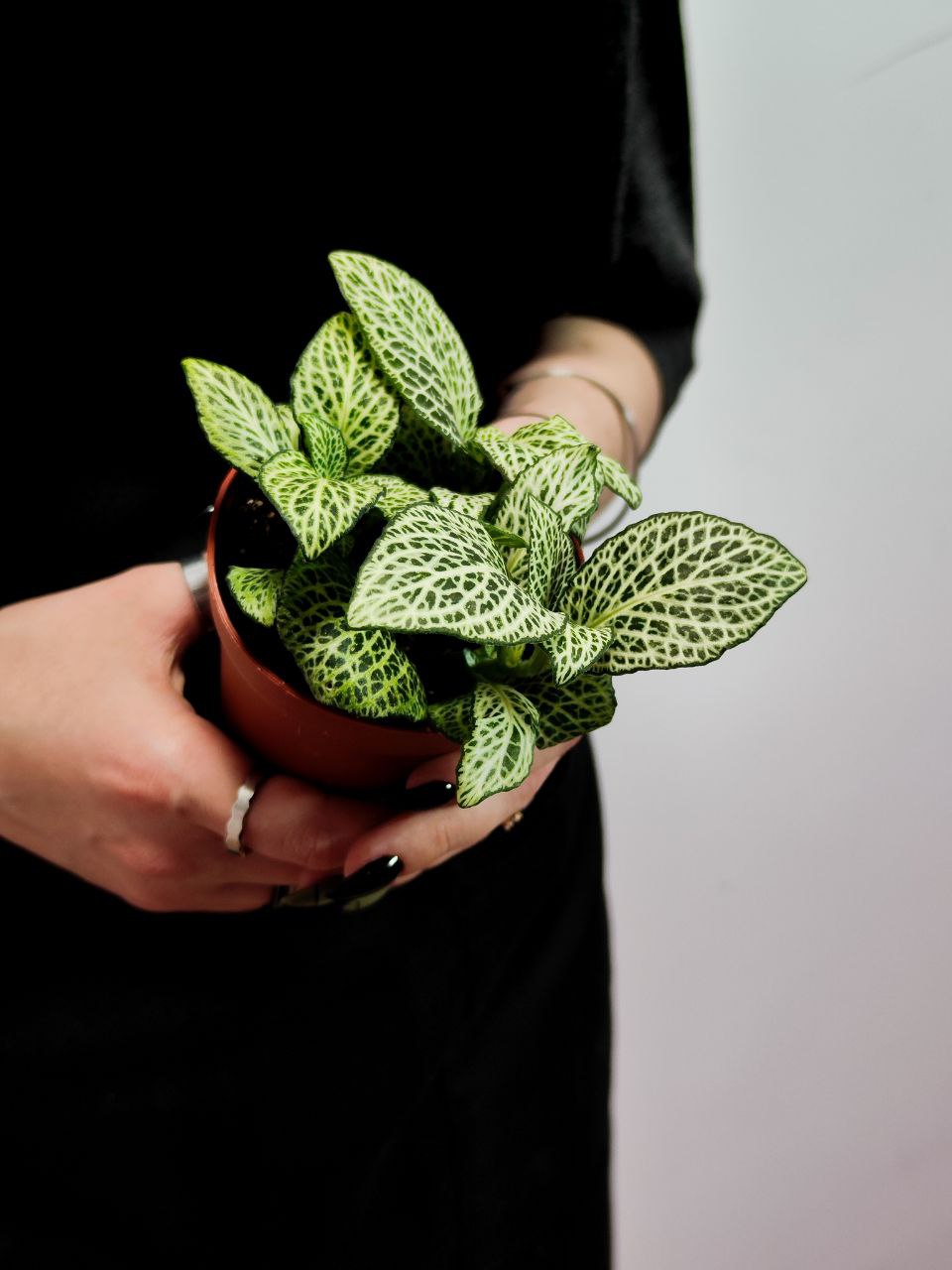 Фиттония Вайт Анна (Fittonia White Anne) D8,5см