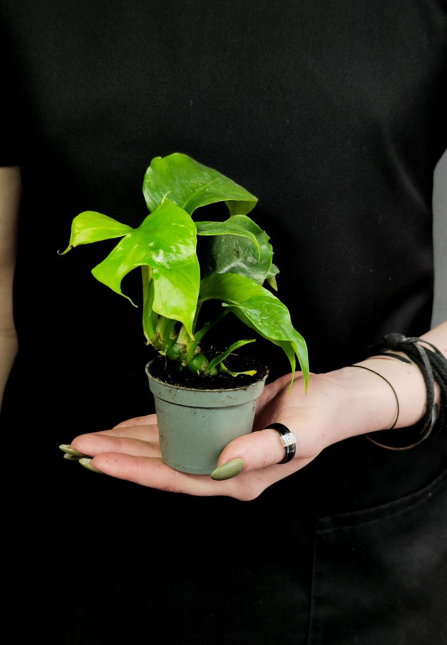 Монстера Минима (Monstera Minima) D6см