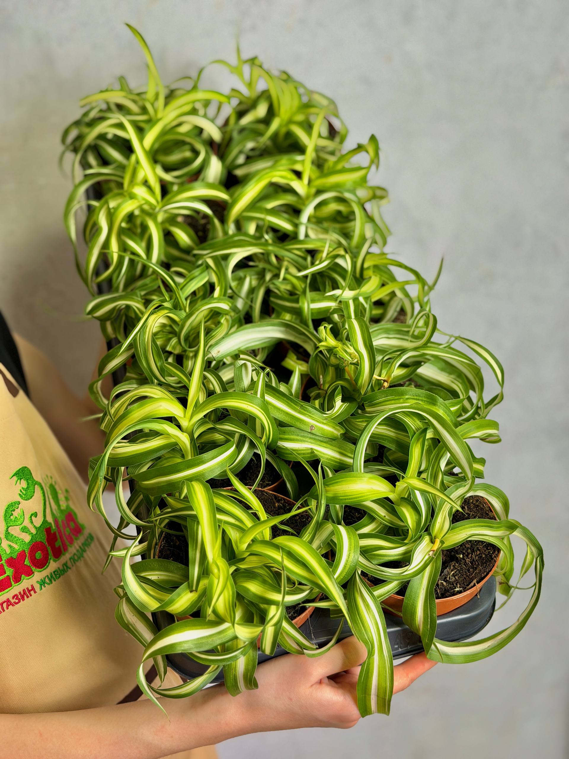 Хлорофитум Бонни Кудрявый (Chlorophytum Bonnie Variegata) D12см