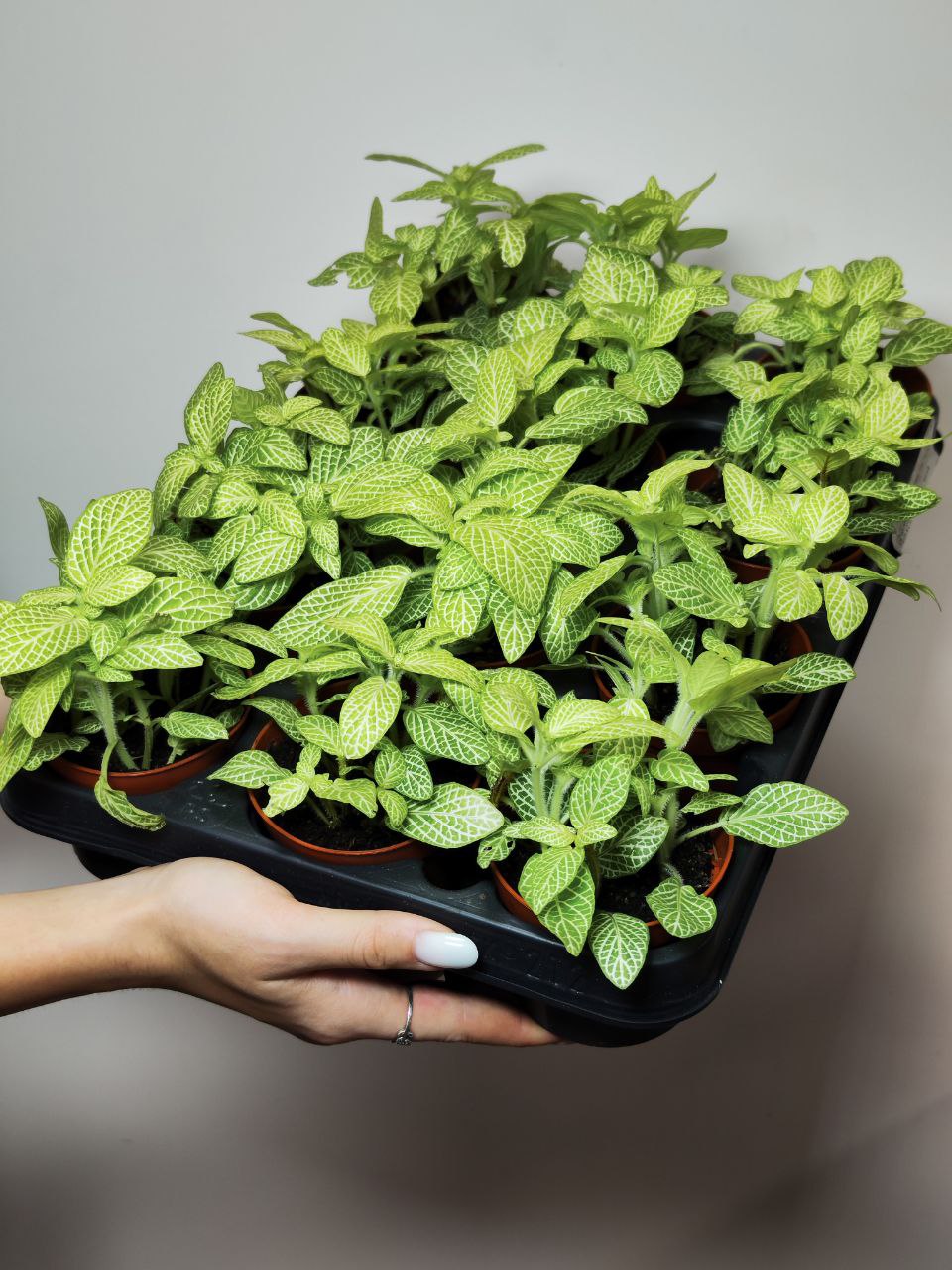 Фиттония Вершаффельта Вайт (Fittonia Verschaffeltii White) D8,5см